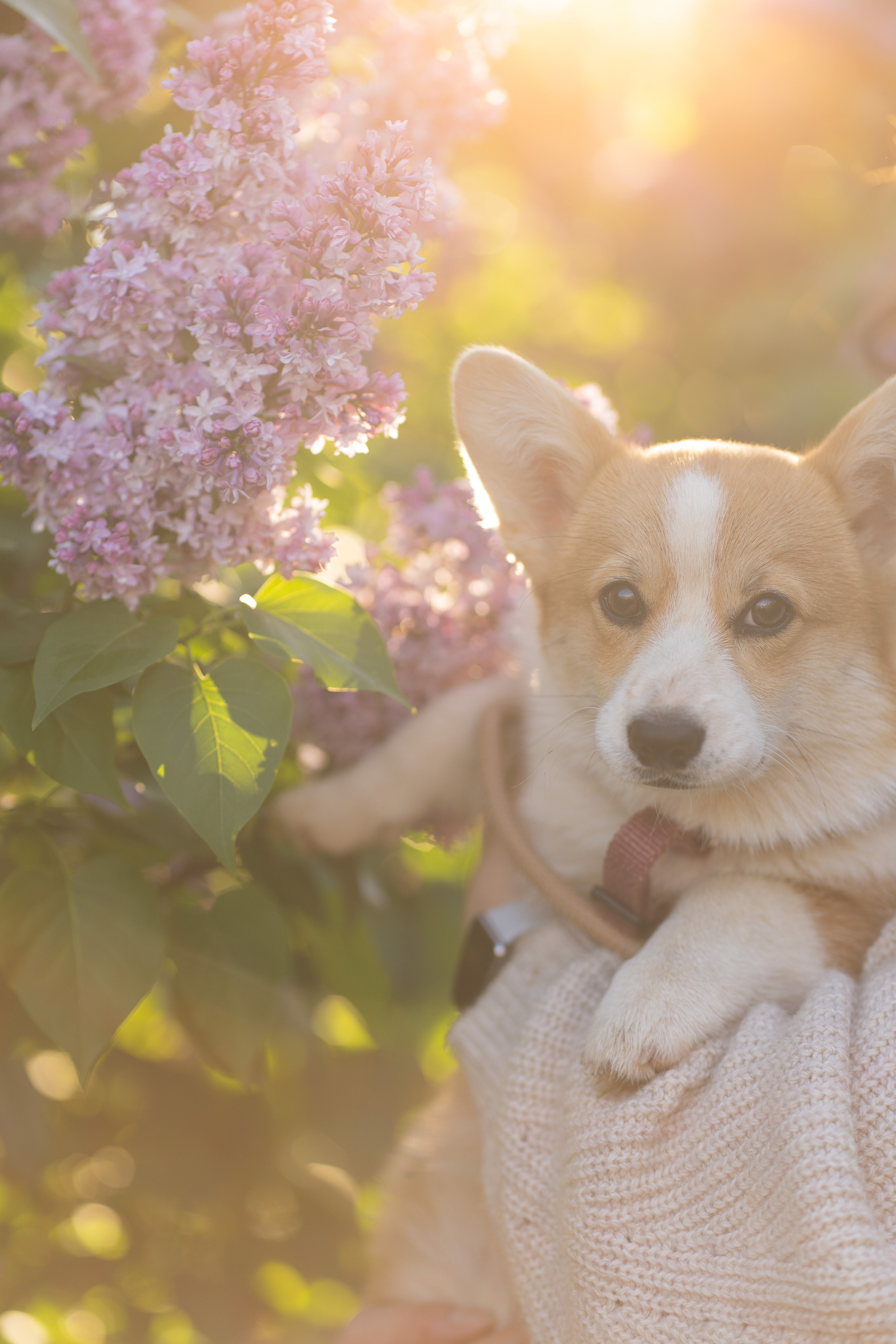 Полина и Стеша, Сиреневый сад. Свадебный фотограф в Москве Анна Полушина