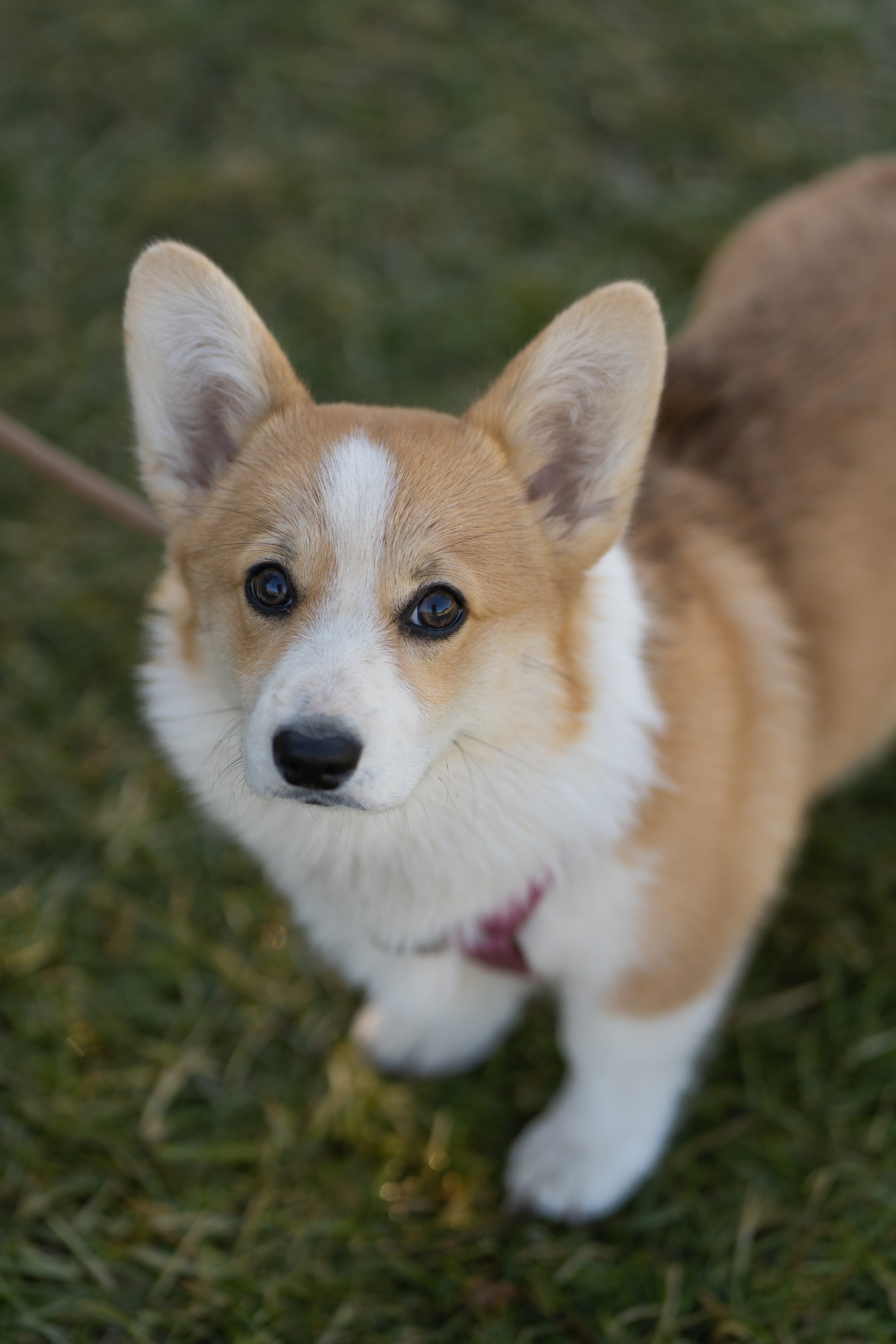 Полина и Стеша, Сиреневый сад. Свадебный фотограф в Москве Анна Полушина