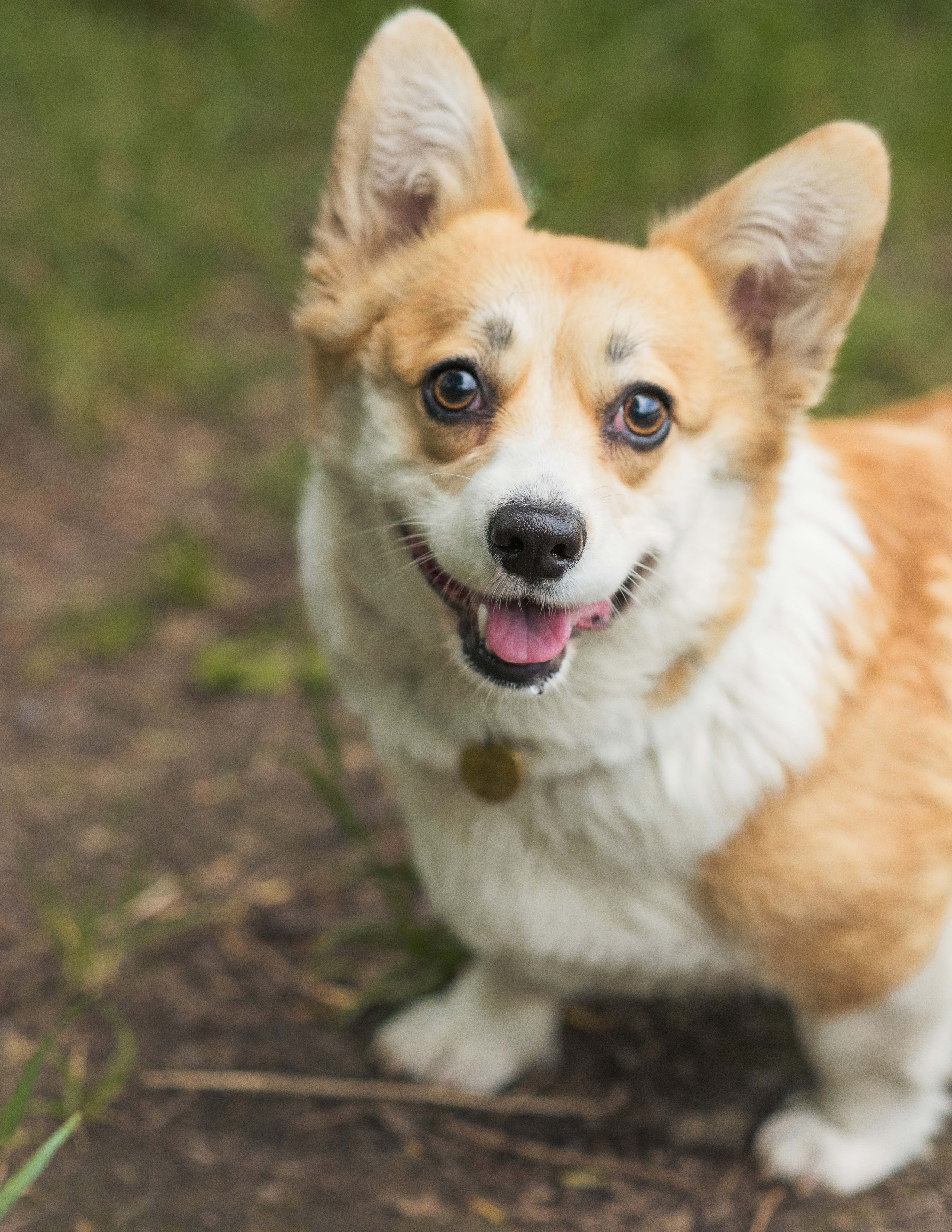 Юлия и Шаня, Покровское-Стрешнево. Свадебный фотограф в Москве Анна Полушина