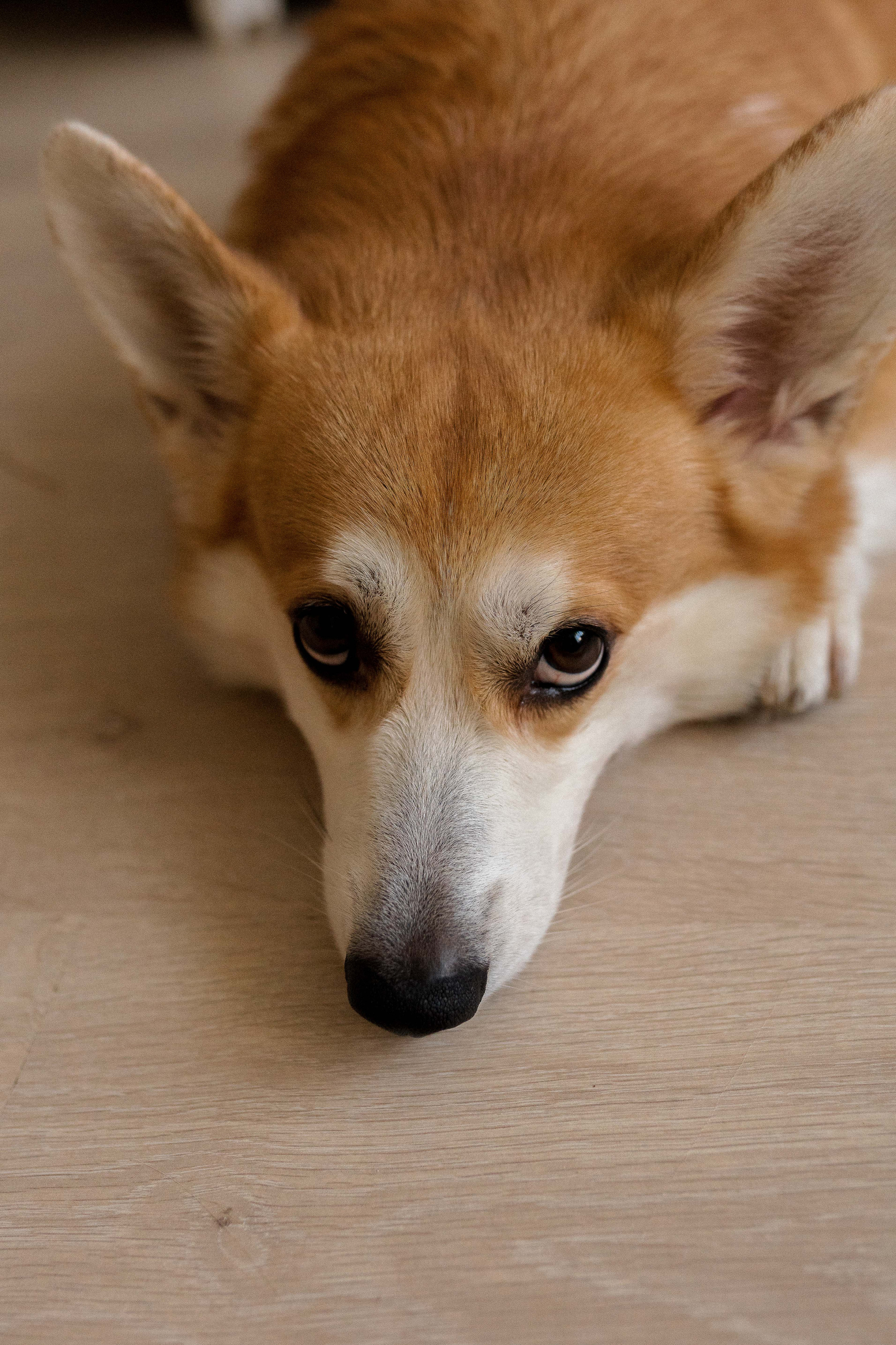 Семейная фотосессия в Москве, семейный фотограф Анна Полушина. Свадебный фотограф в Москве Анна Полушина