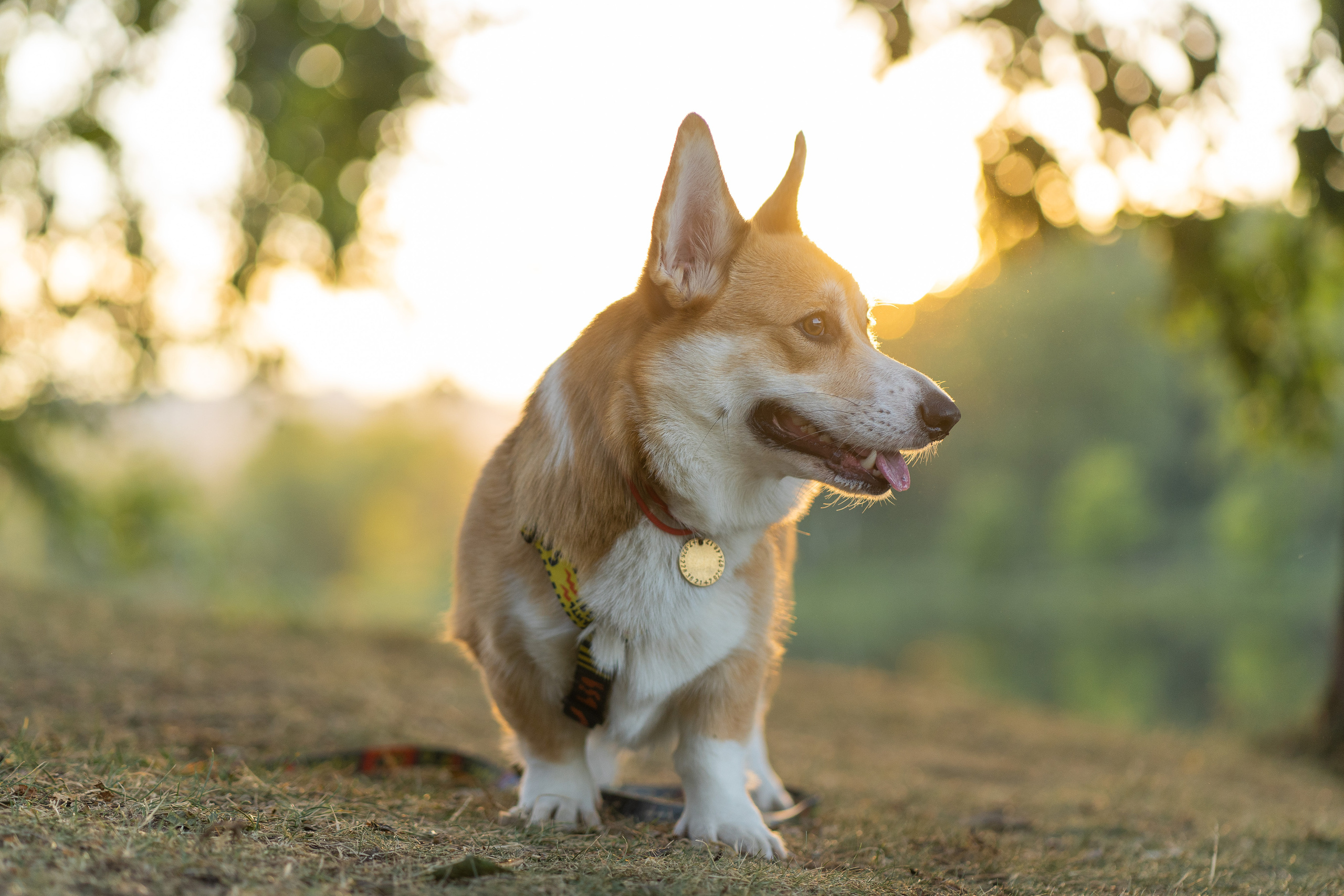 Катя и Боря, Джамгаровский парк. Свадебный фотограф в Москве Анна Полушина
