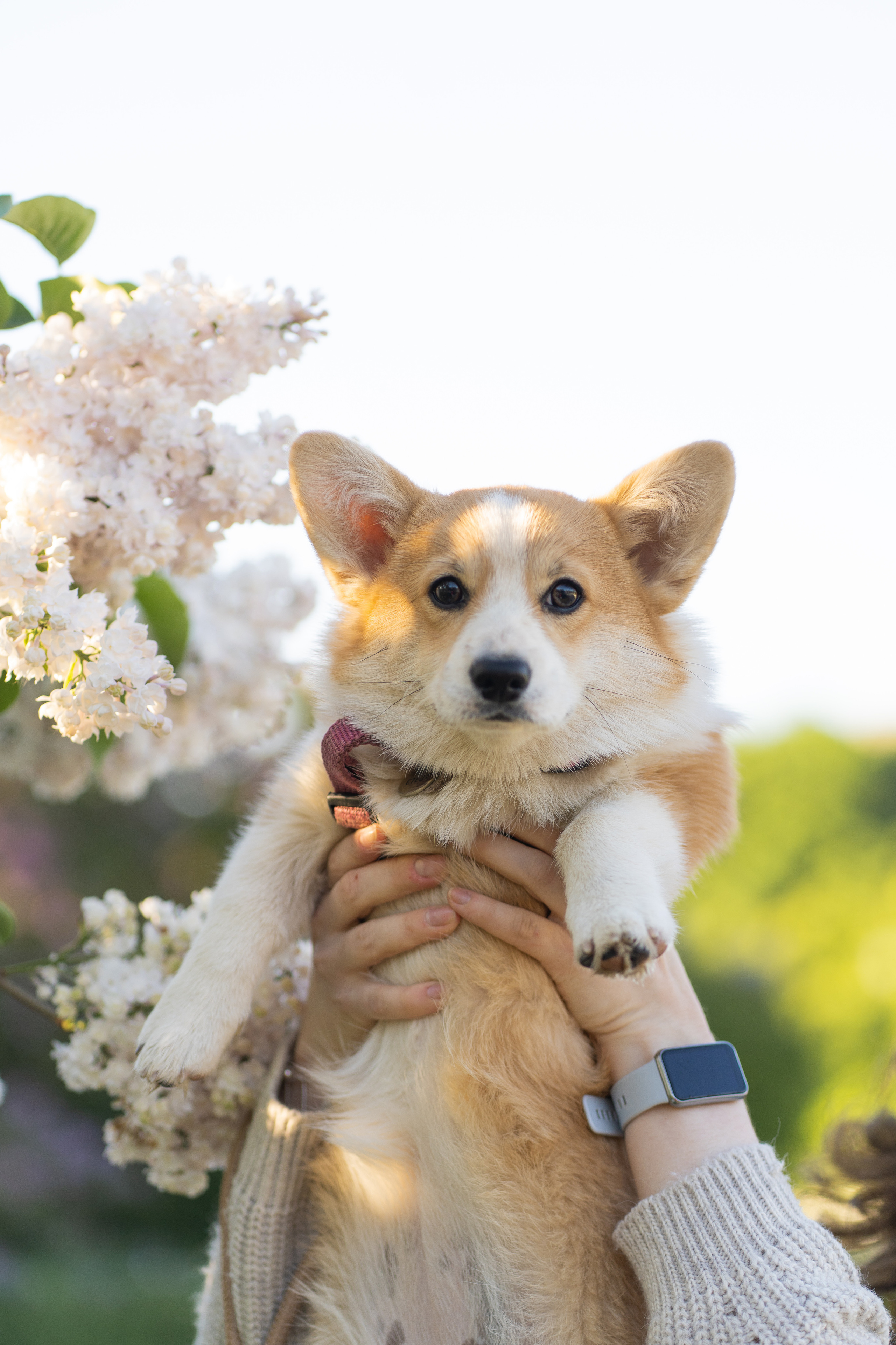 Полина и Стеша, Сиреневый сад. Свадебный фотограф в Москве Анна Полушина