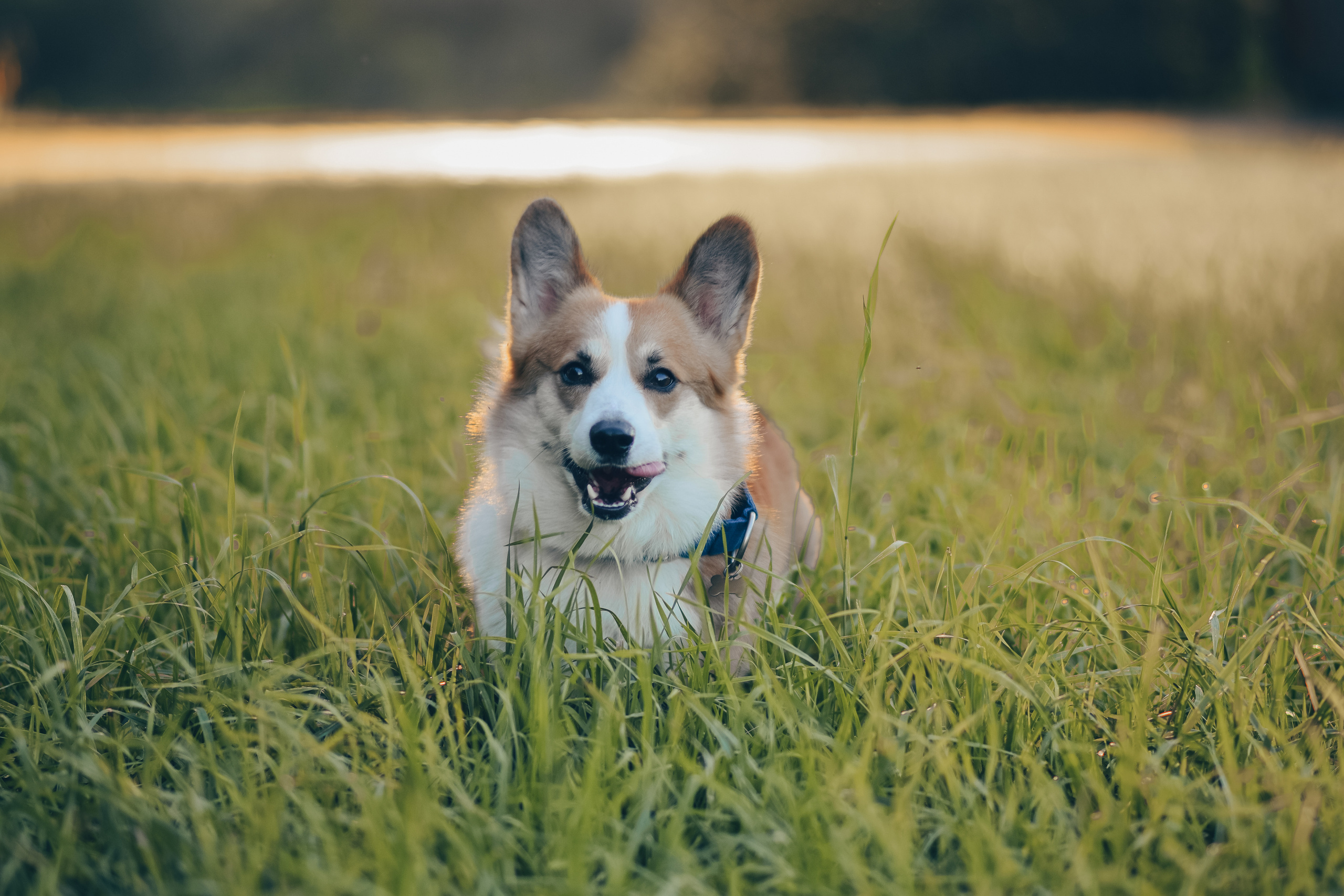 Алина и Ройс, парк на Яузе. Свадебный фотограф в Москве Анна Полушина