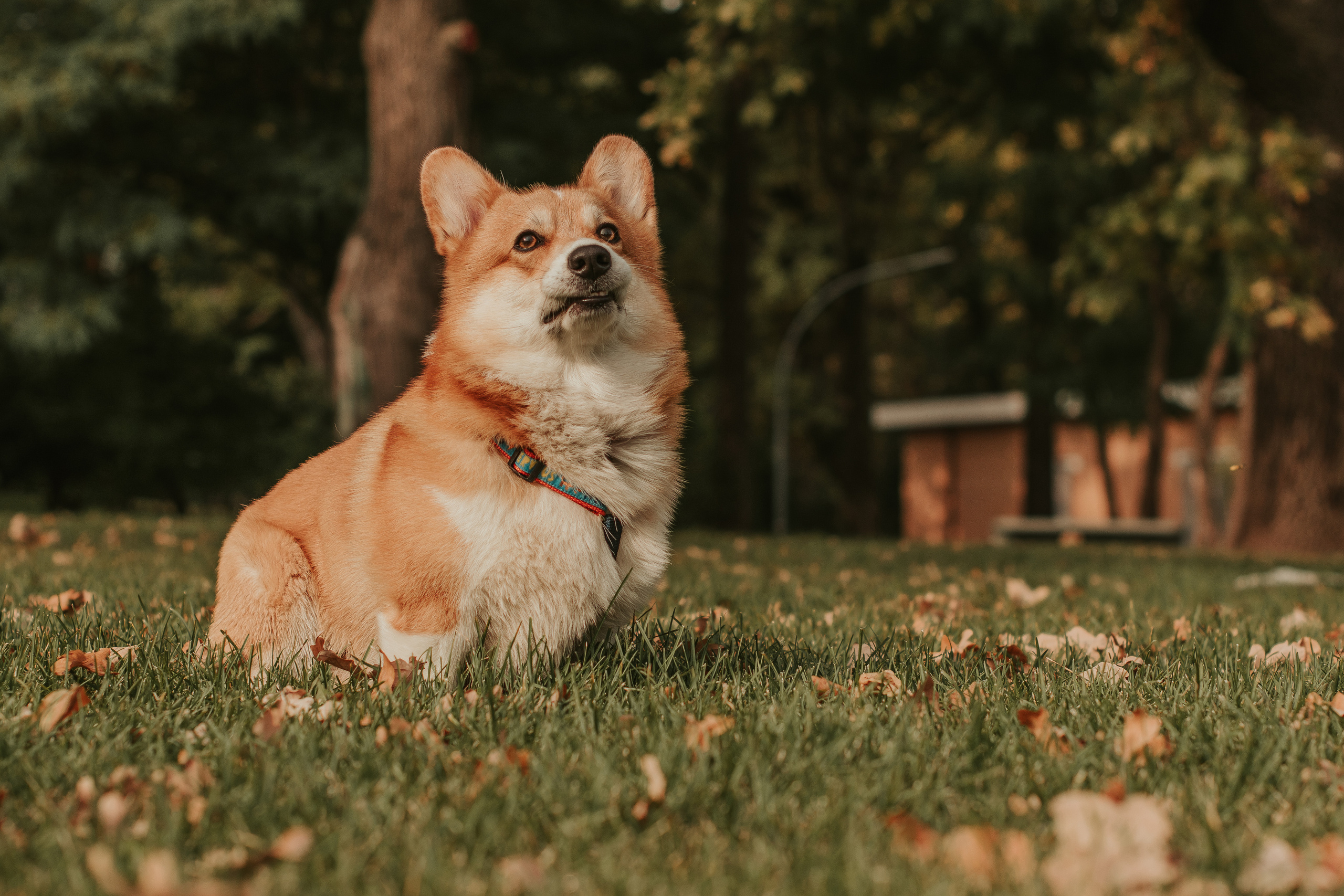 Наташа, Даша и Кевин. Свадебный фотограф в Москве Анна Полушина