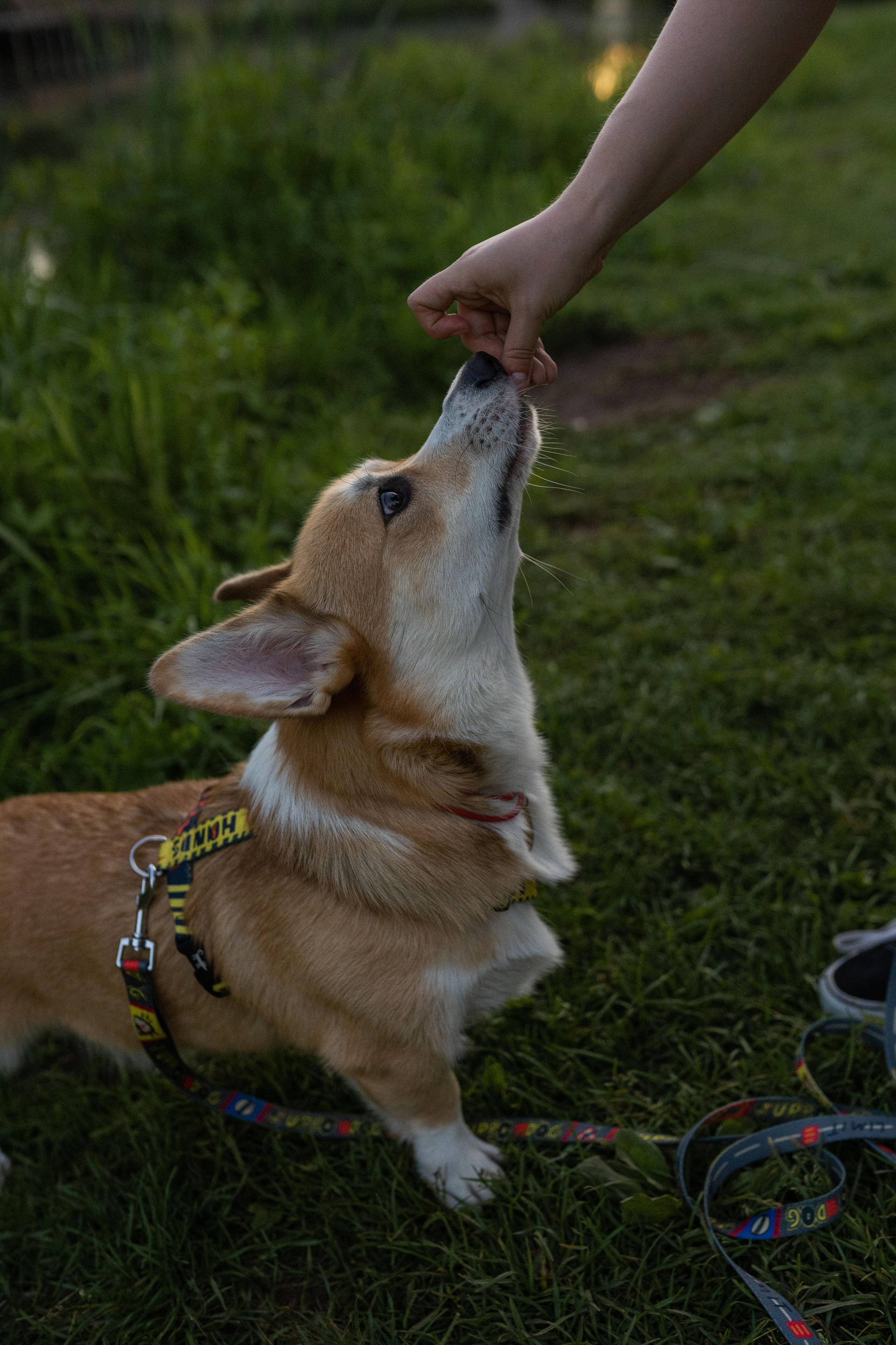 Катя и Боря, Джамгаровский парк. Свадебный фотограф в Москве Анна Полушина