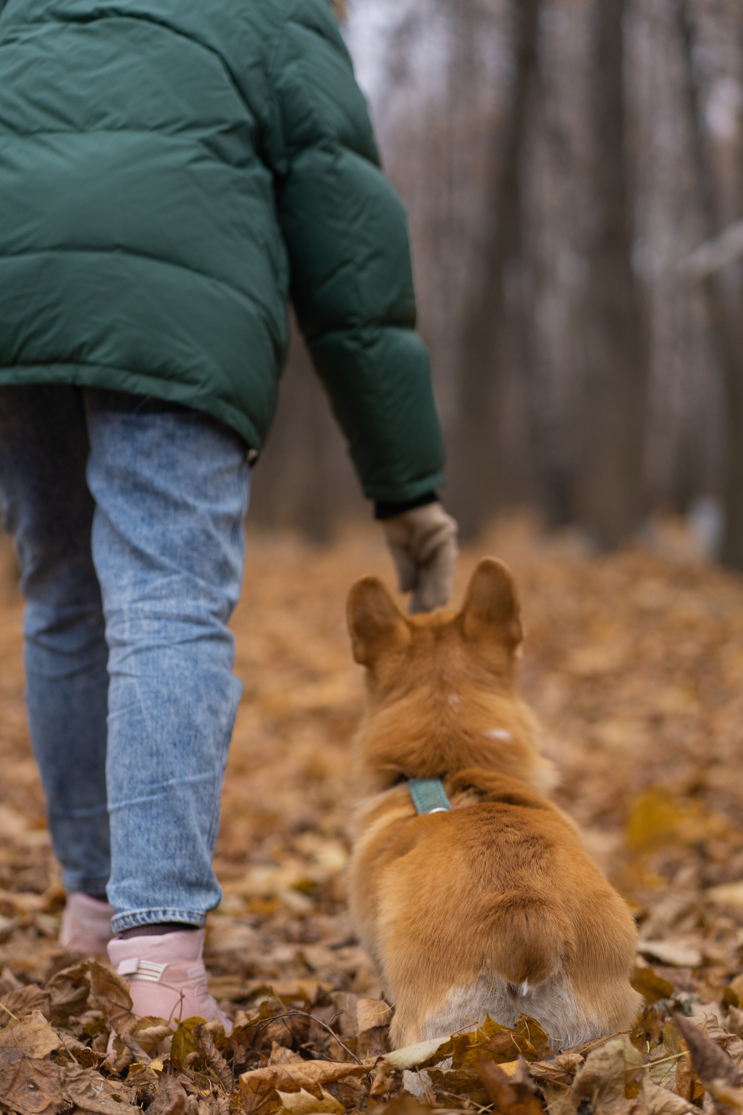 Ульяна, Рома, корги Эйс. Свадебный фотограф в Москве Анна Полушина
