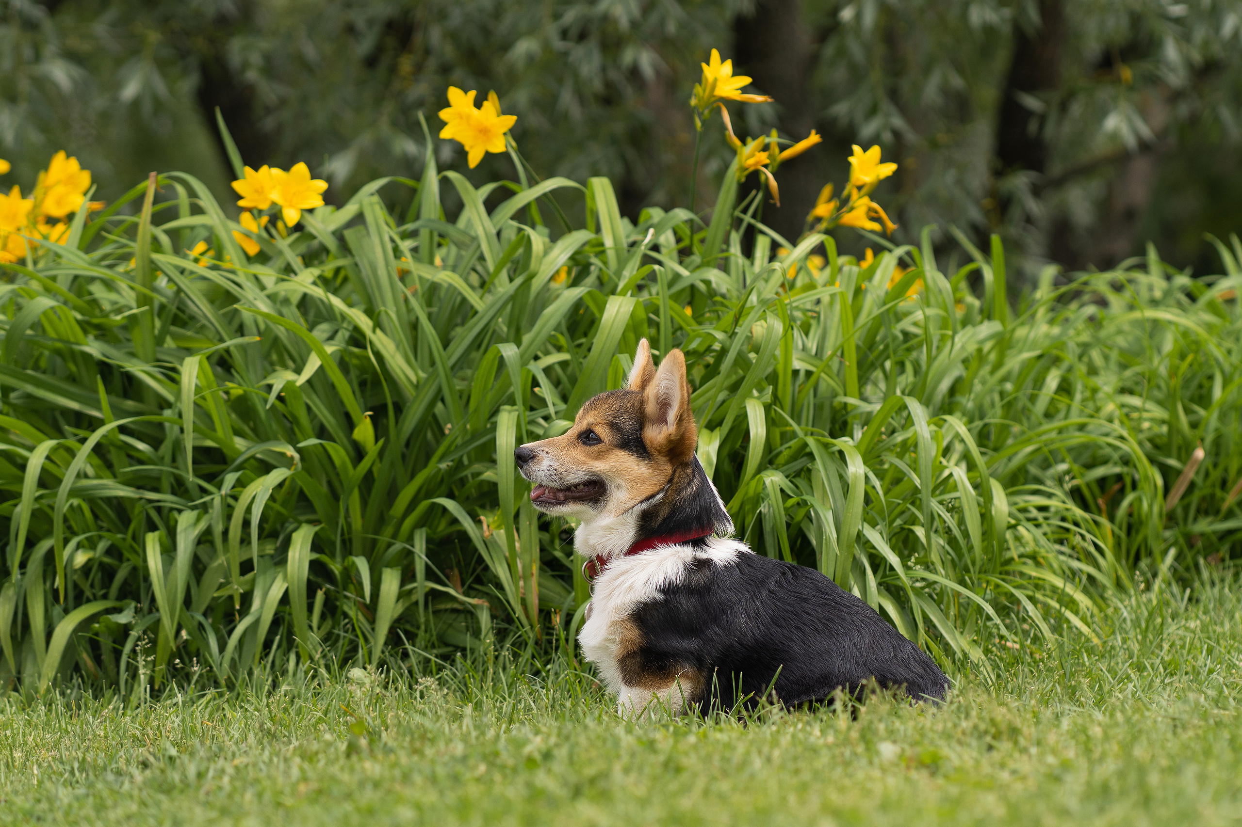 Каспер и Полина, Ботанический сад. Свадебный фотограф в Москве Анна Полушина