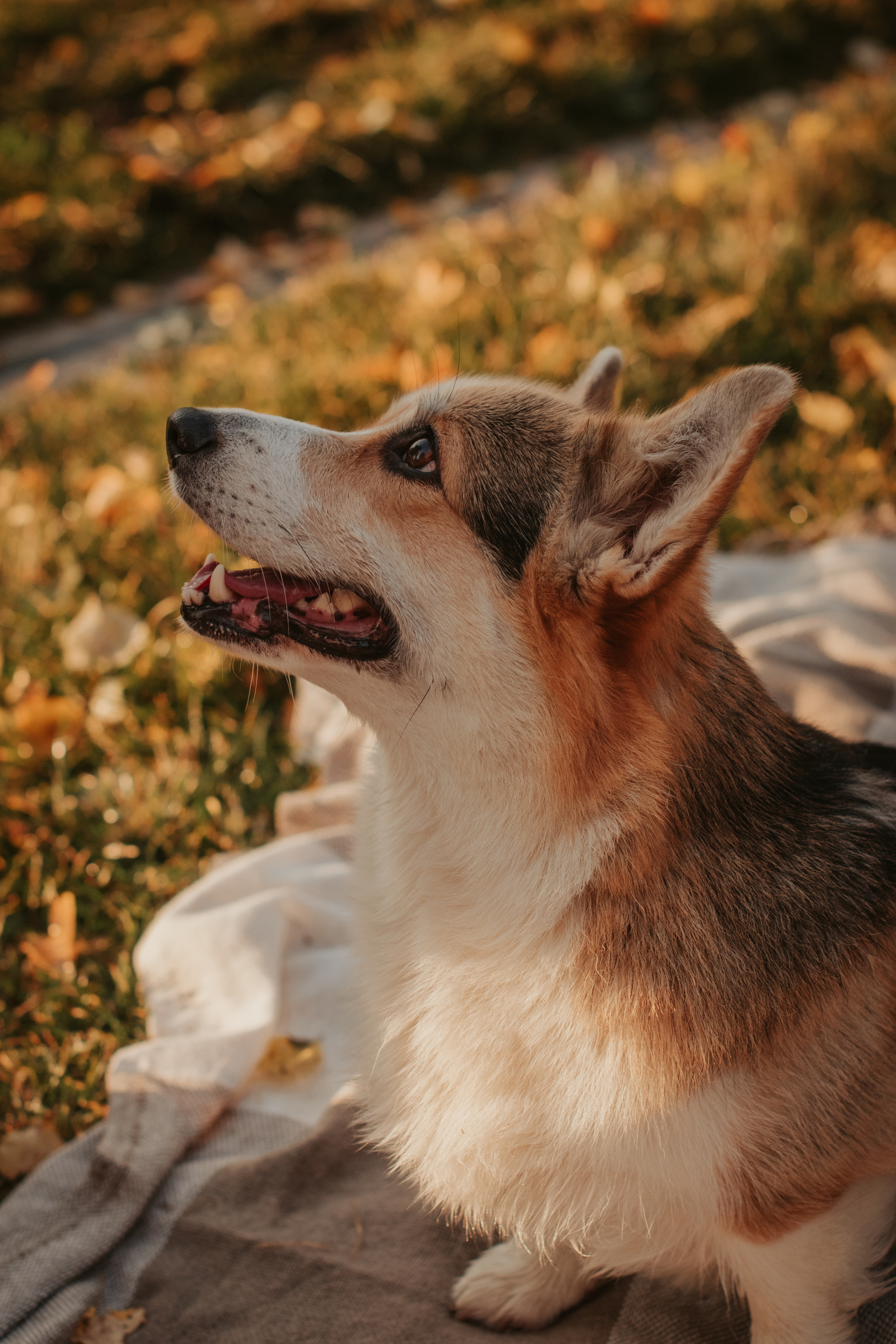 Аня и Булочка, Сокольники. Свадебный фотограф в Москве Анна Полушина