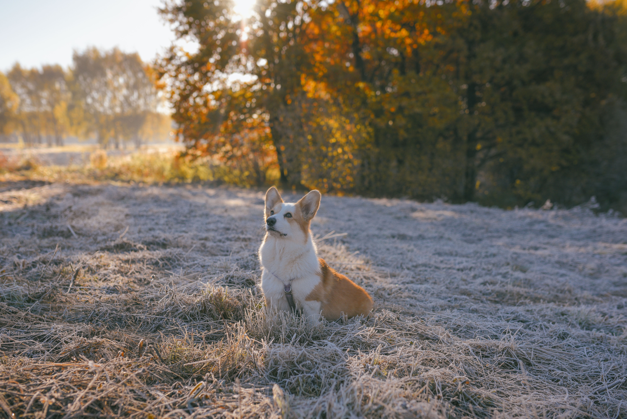 Фотосессия с питомцем в Москве. Свадебный фотограф в Москве Анна Полушина