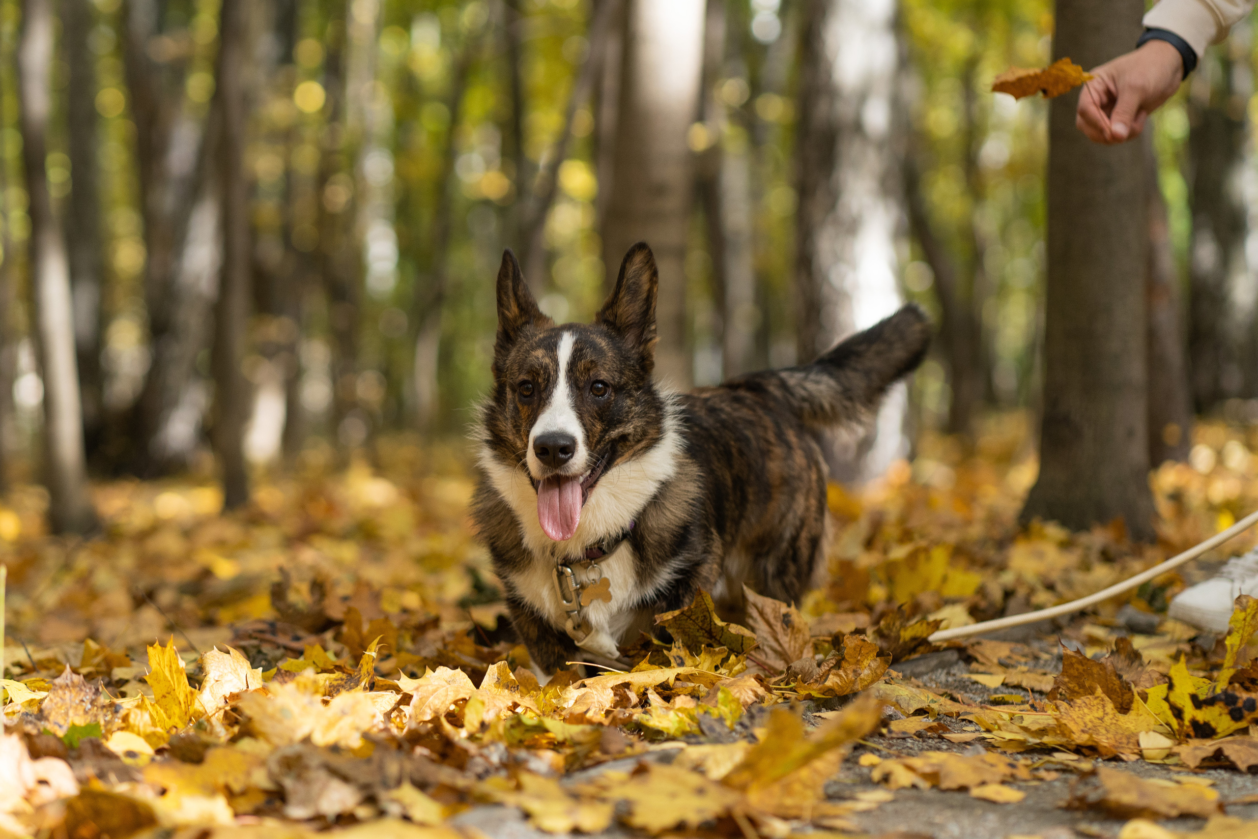 Боря, Даша и Маффин. Свадебный фотограф в Москве Анна Полушина