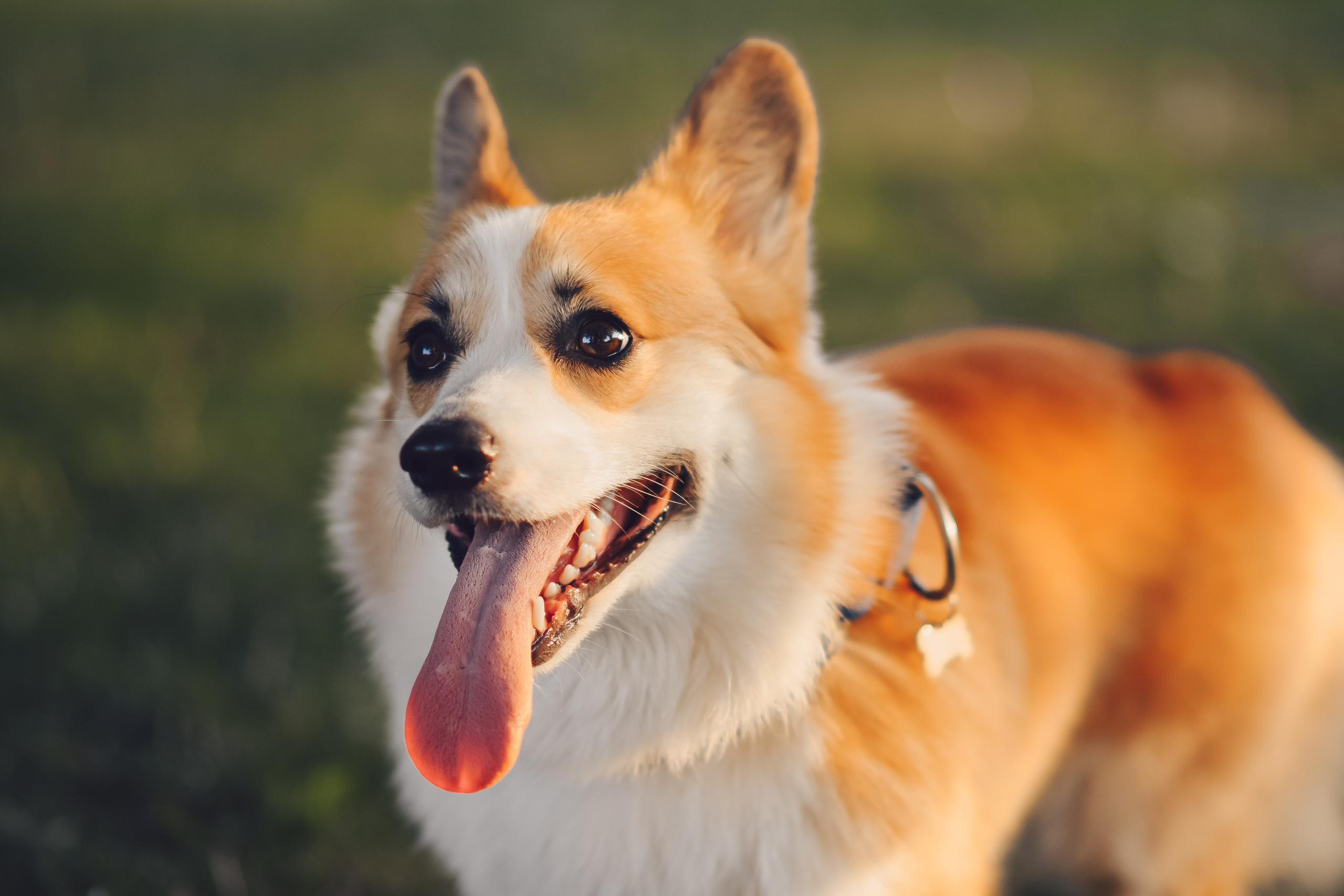 Алина и Ройс, парк на Яузе. Свадебный фотограф в Москве Анна Полушина