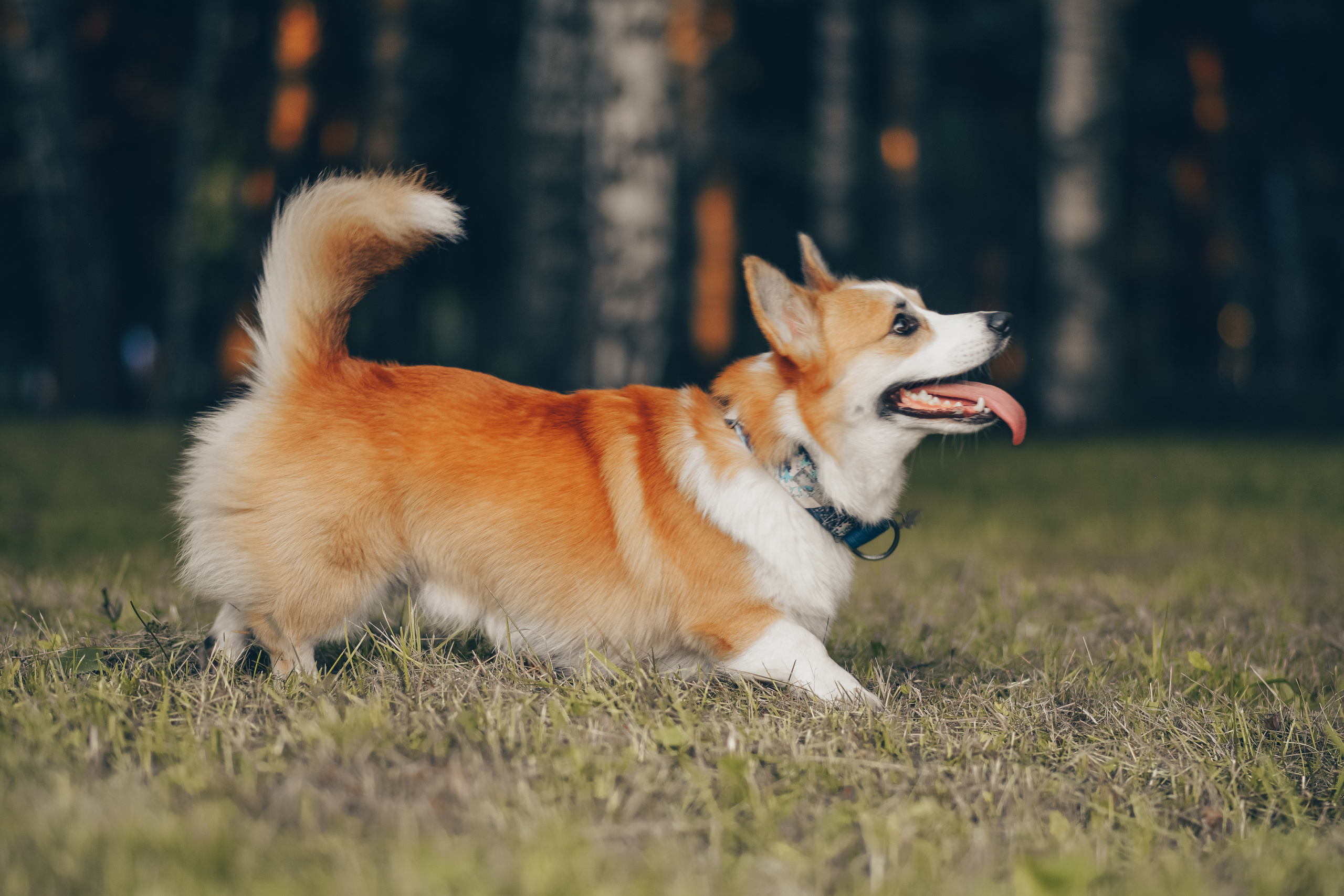 Алина и Ройс, парк на Яузе. Свадебный фотограф в Москве Анна Полушина