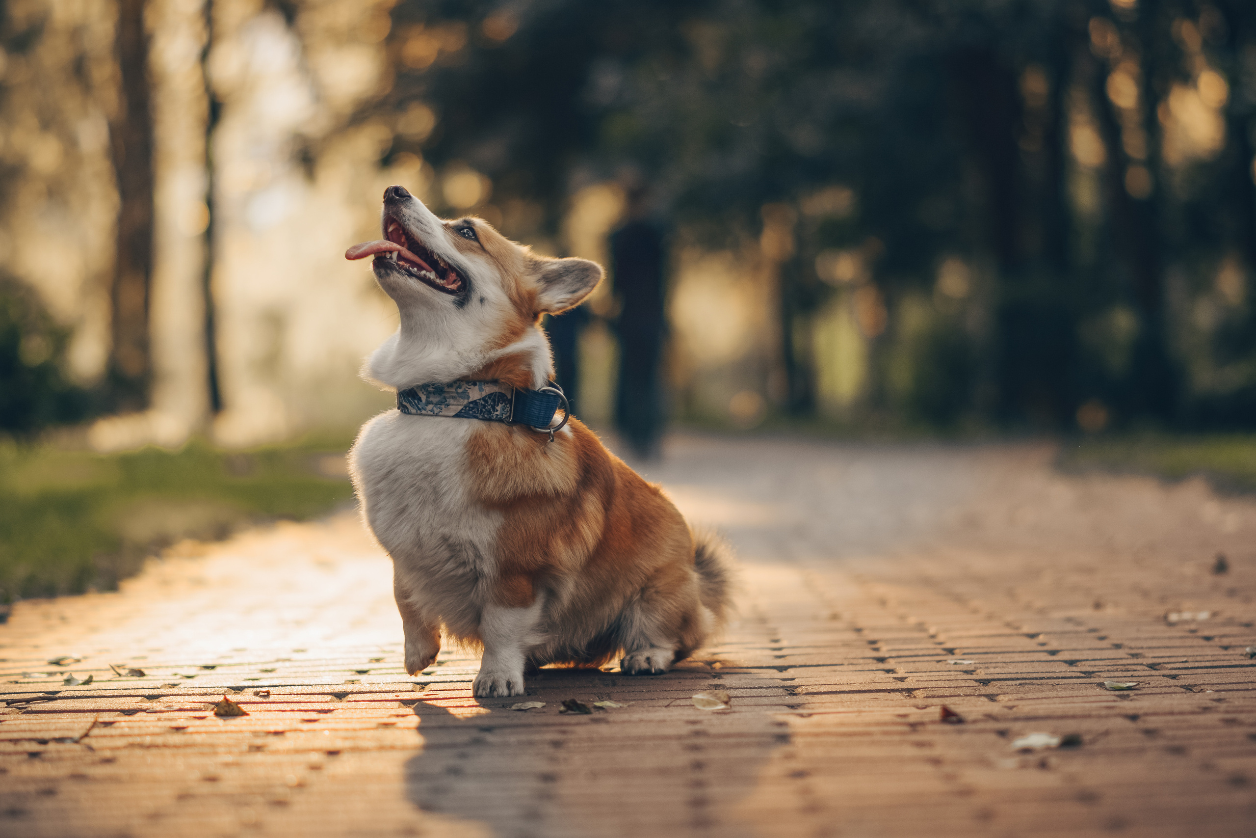 Алина и Ройс, парк на Яузе. Свадебный фотограф в Москве Анна Полушина