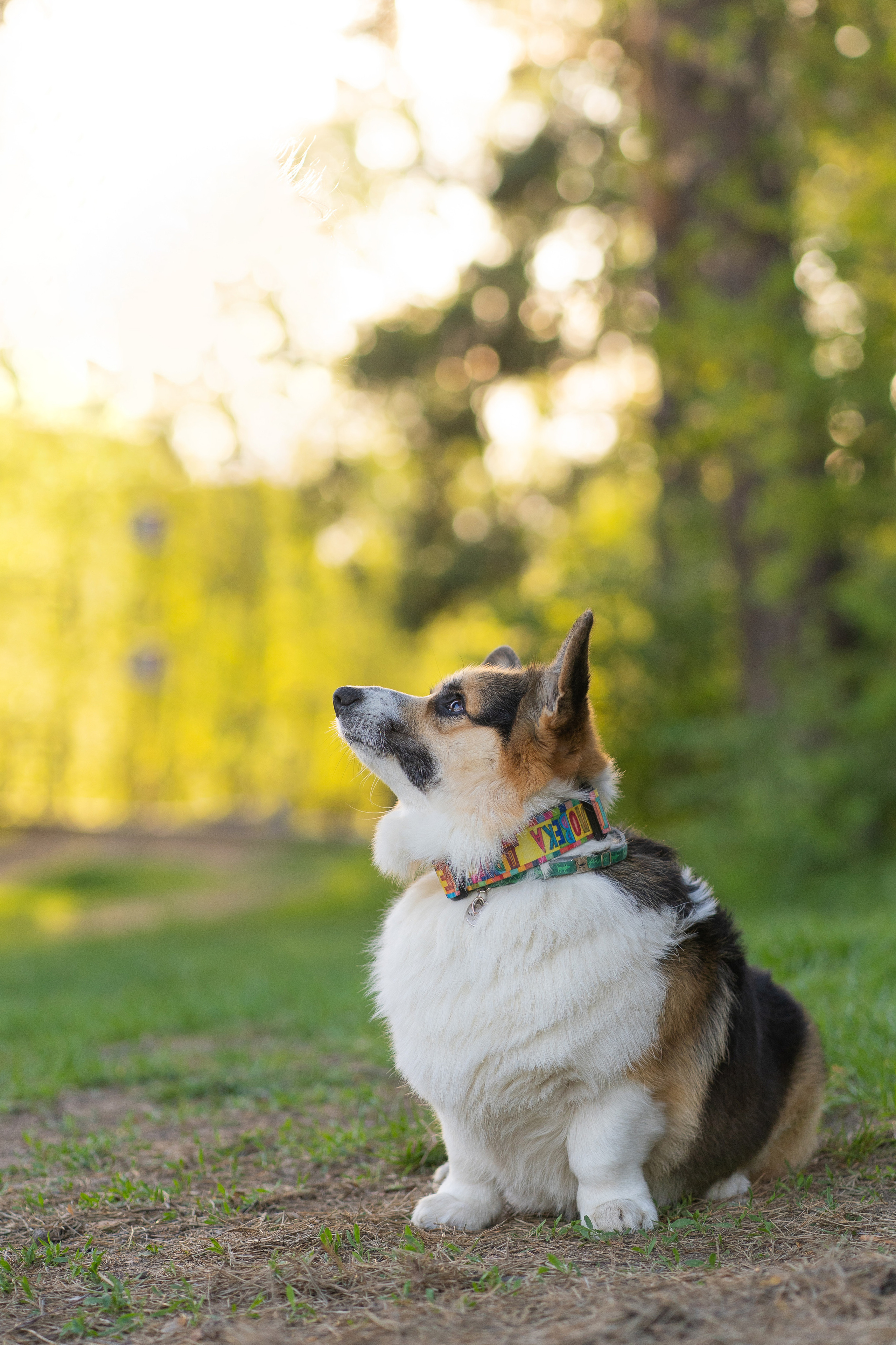Катя и Честер, Серебряный бор. Свадебный фотограф в Москве Анна Полушина