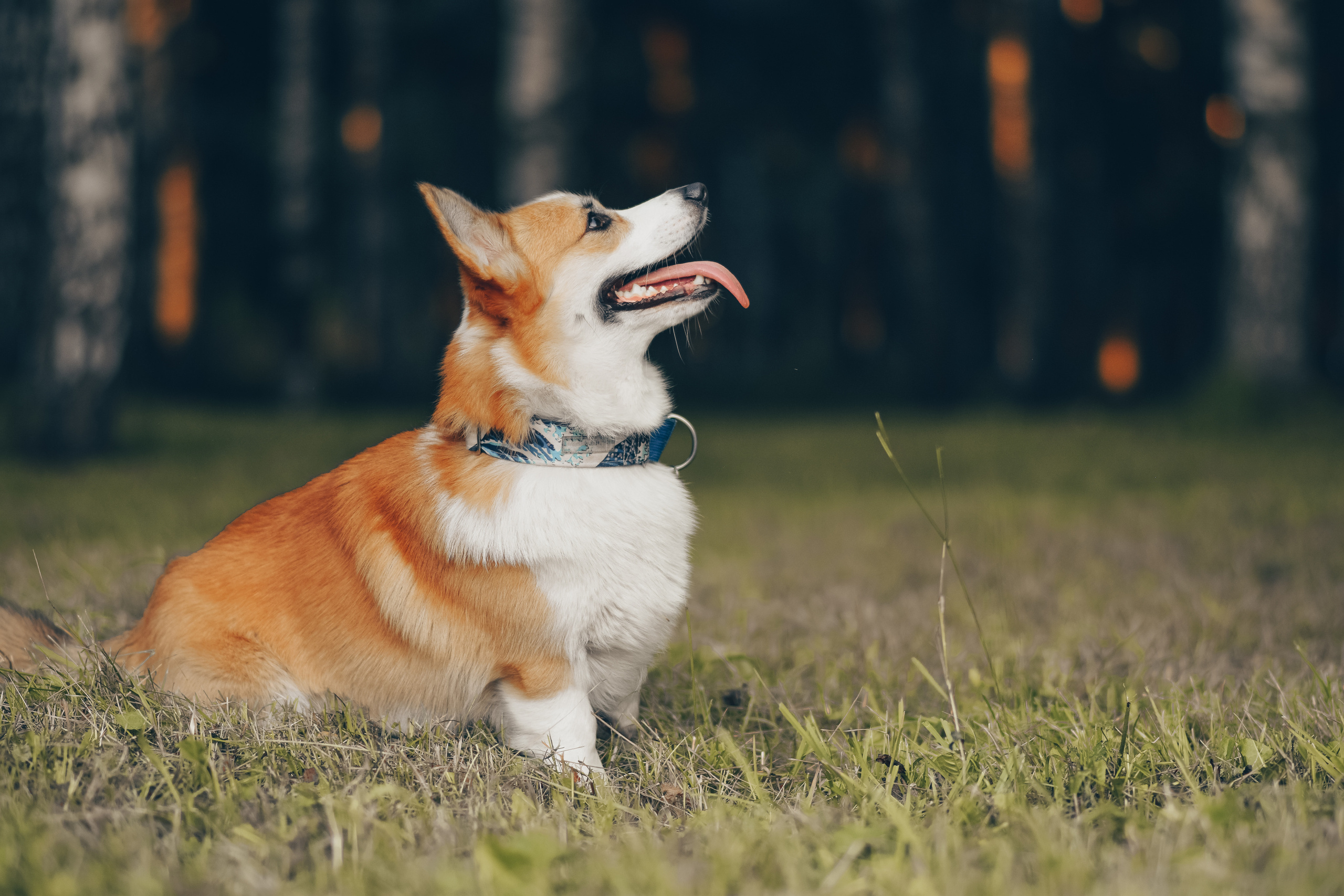 Алина и Ройс, парк на Яузе. Свадебный фотограф в Москве Анна Полушина