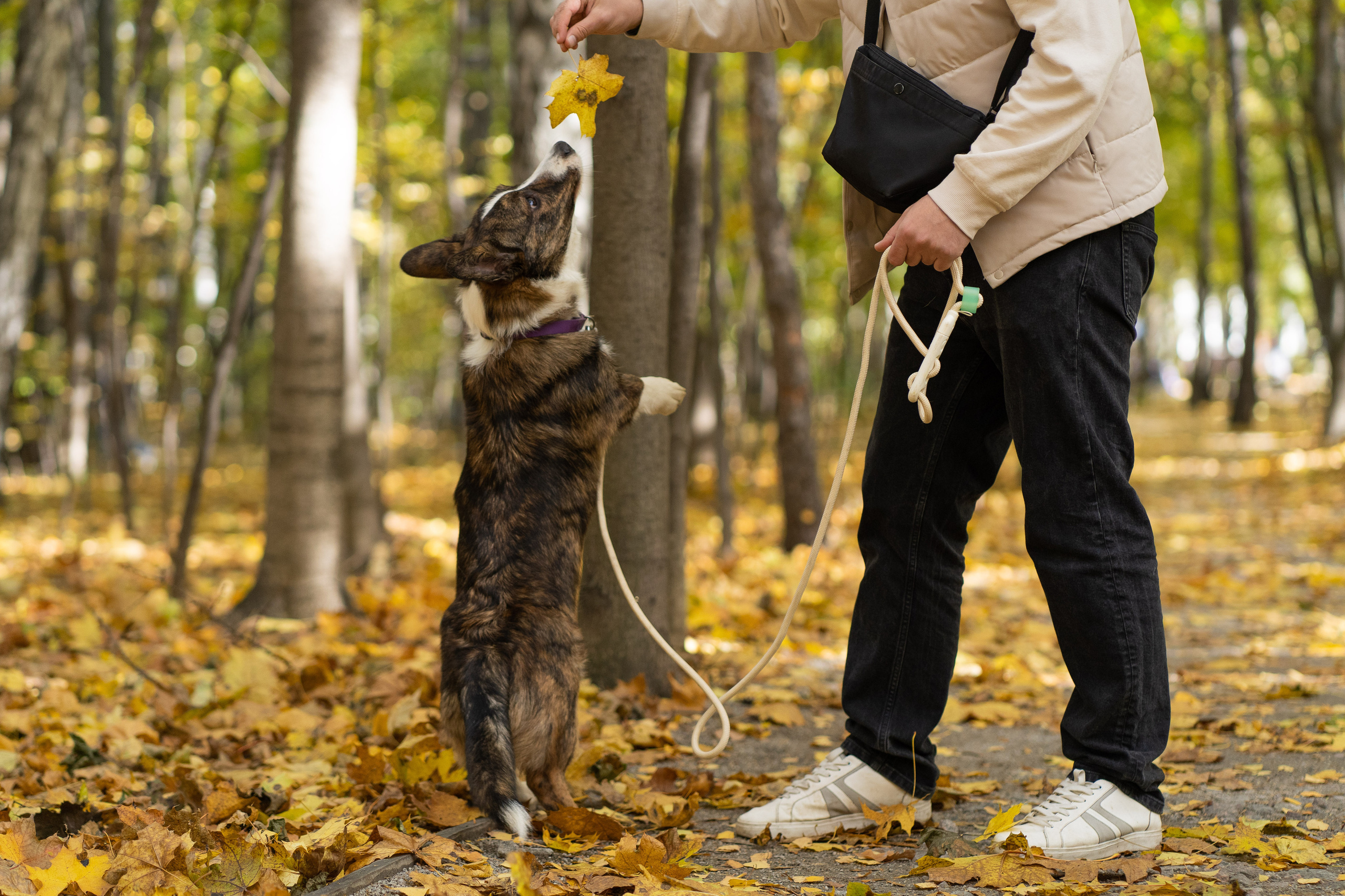 Боря, Даша и Маффин. Свадебный фотограф в Москве Анна Полушина