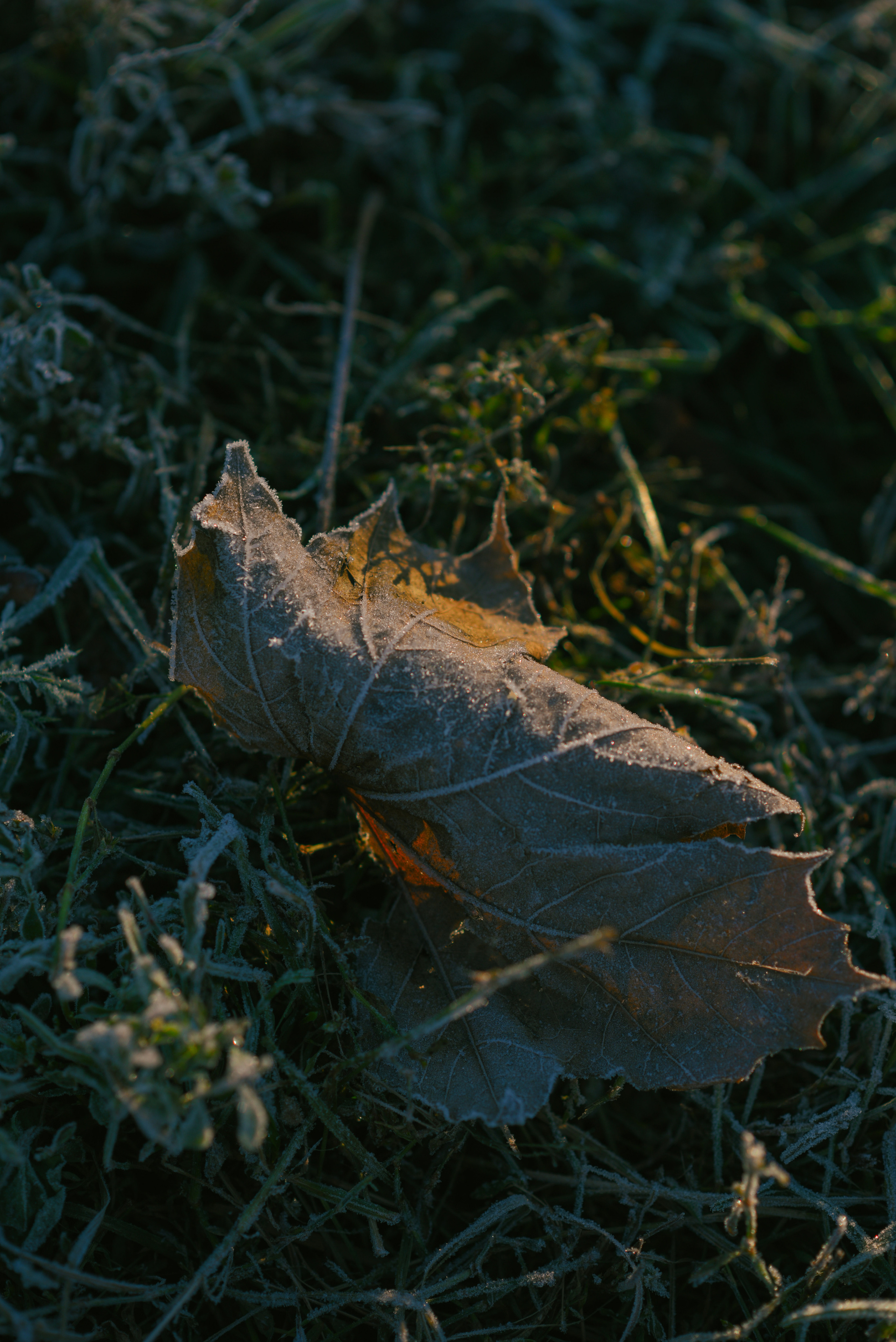 Фотосессия с питомцем в Москве. Свадебный фотограф в Москве Анна Полушина