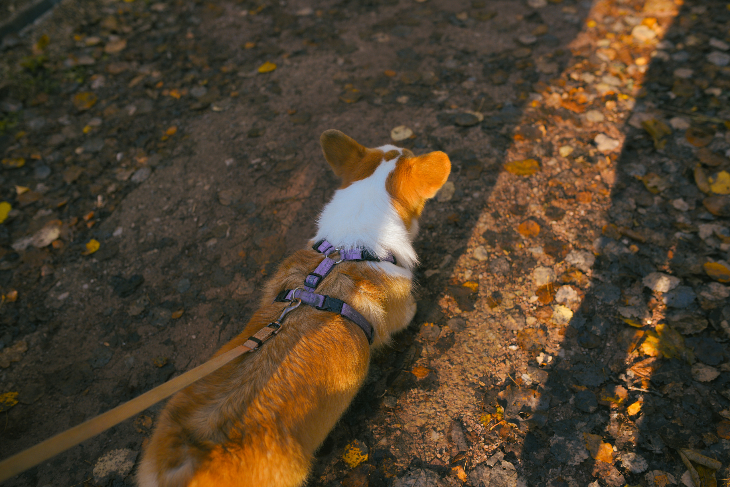 Фотосессия с питомцем в Москве. Свадебный фотограф в Москве Анна Полушина
