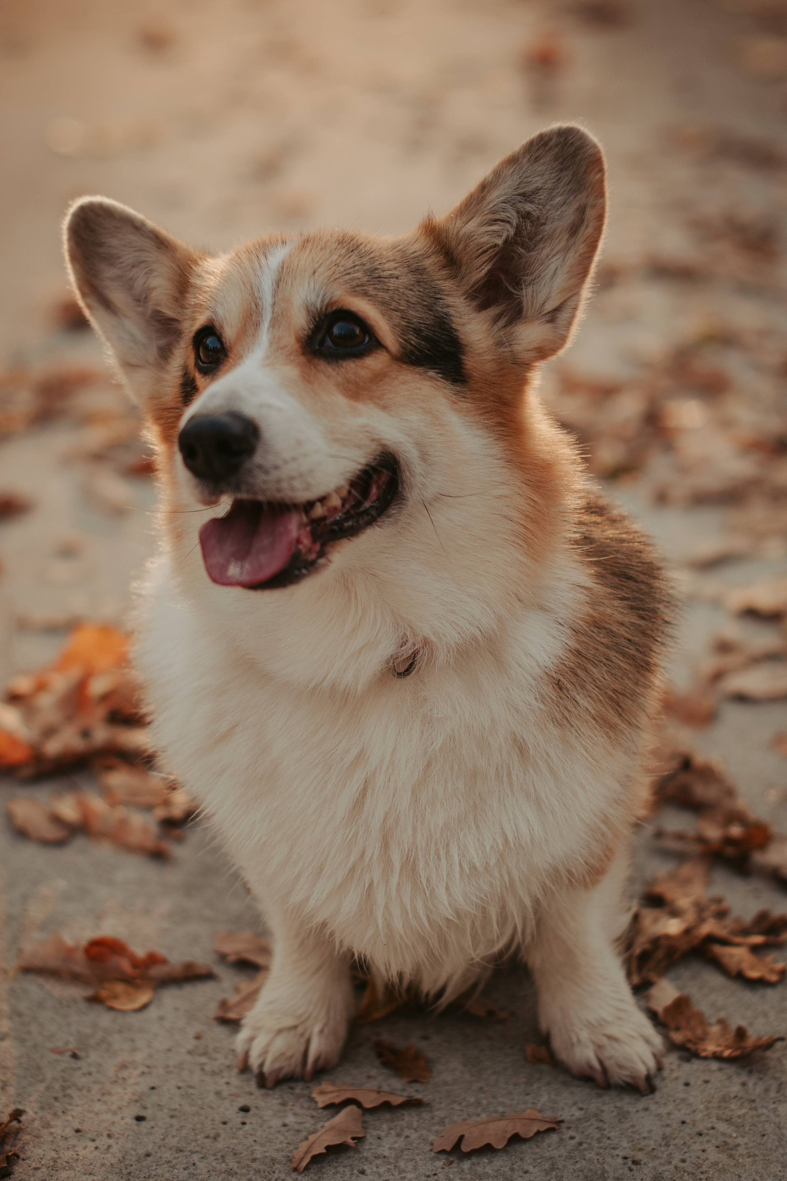 Аня и Булочка, Сокольники. Свадебный фотограф в Москве Анна Полушина
