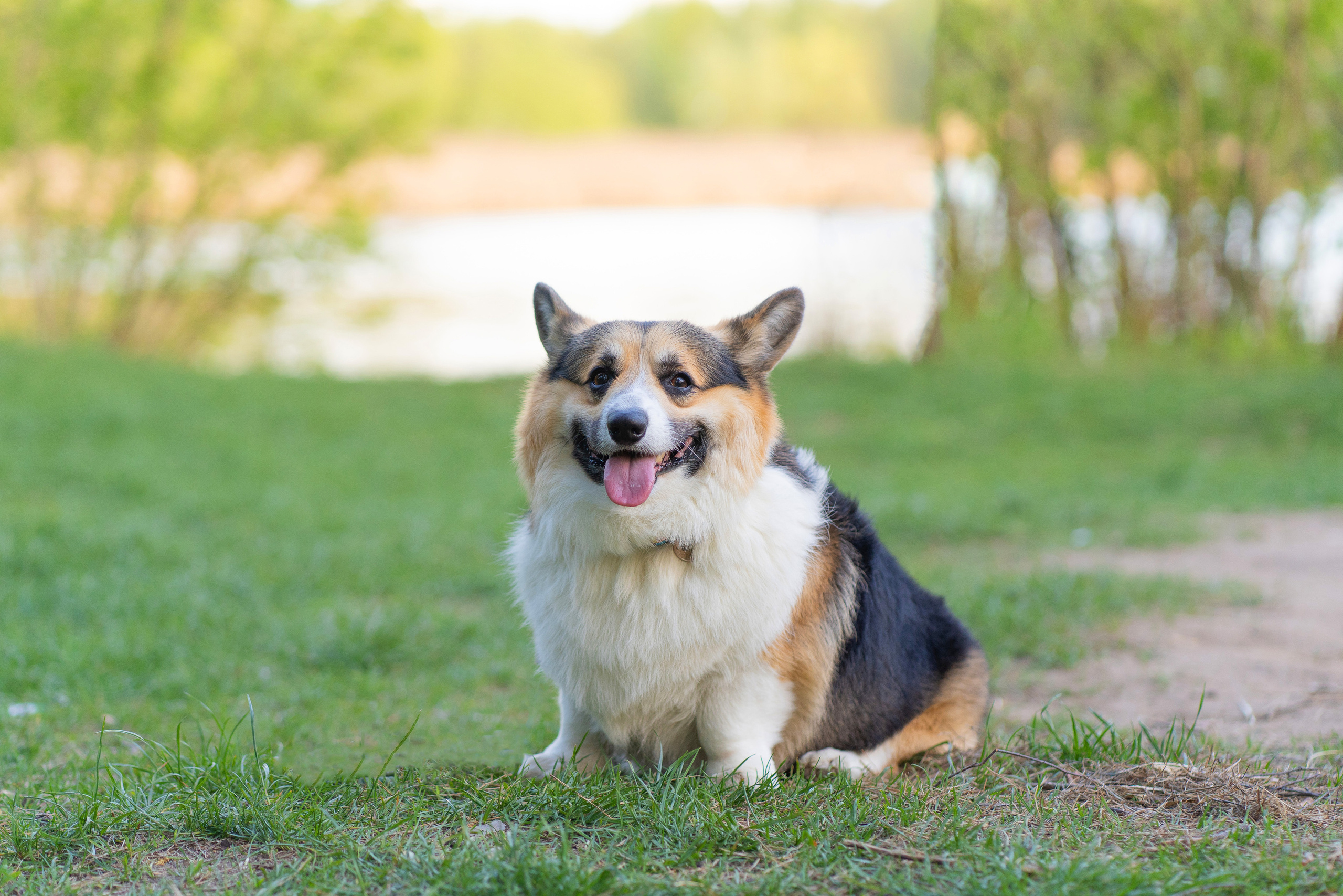 Катя и Честер, Серебряный бор. Свадебный фотограф в Москве Анна Полушина