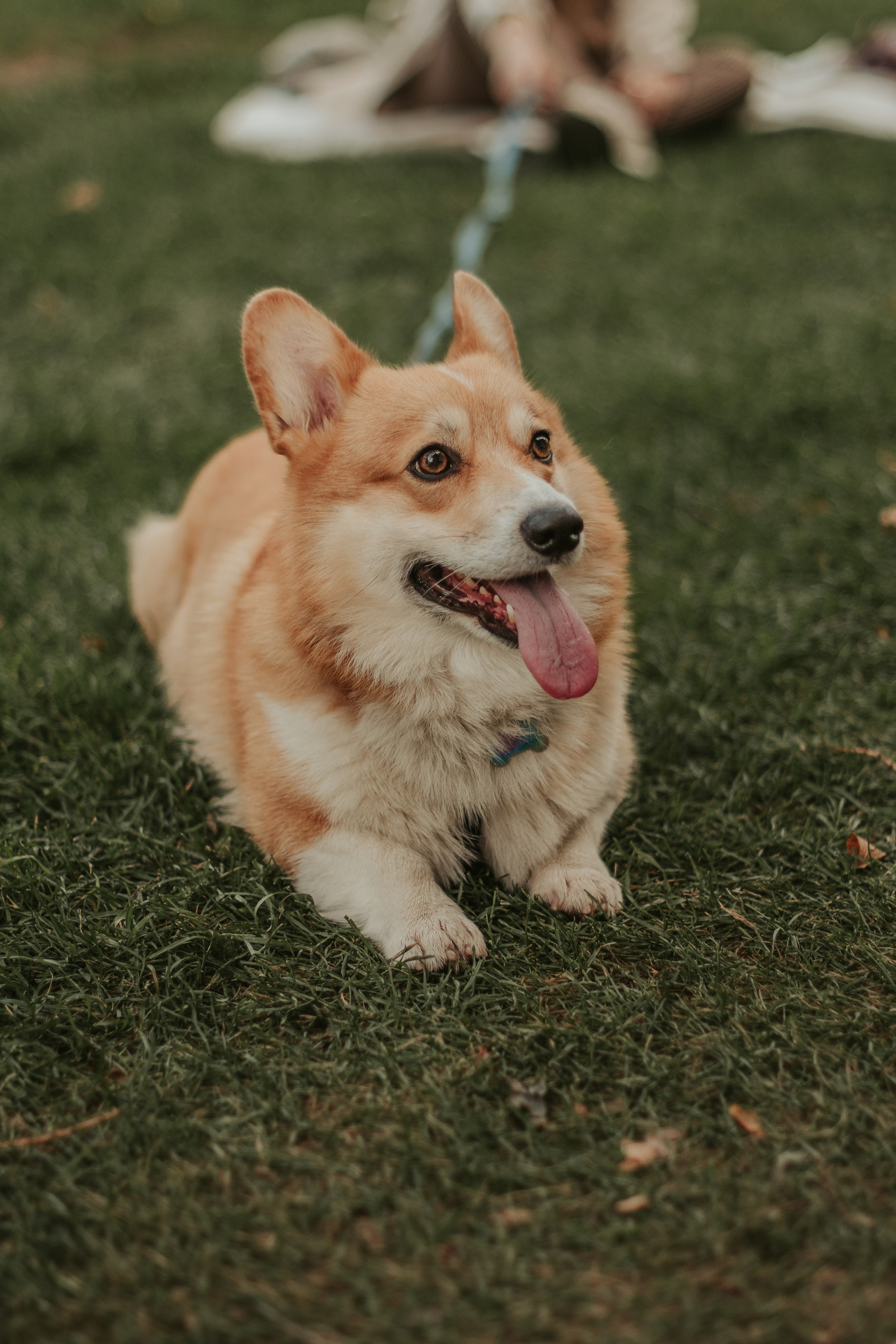 Наташа, Даша и Кевин. Свадебный фотограф в Москве Анна Полушина