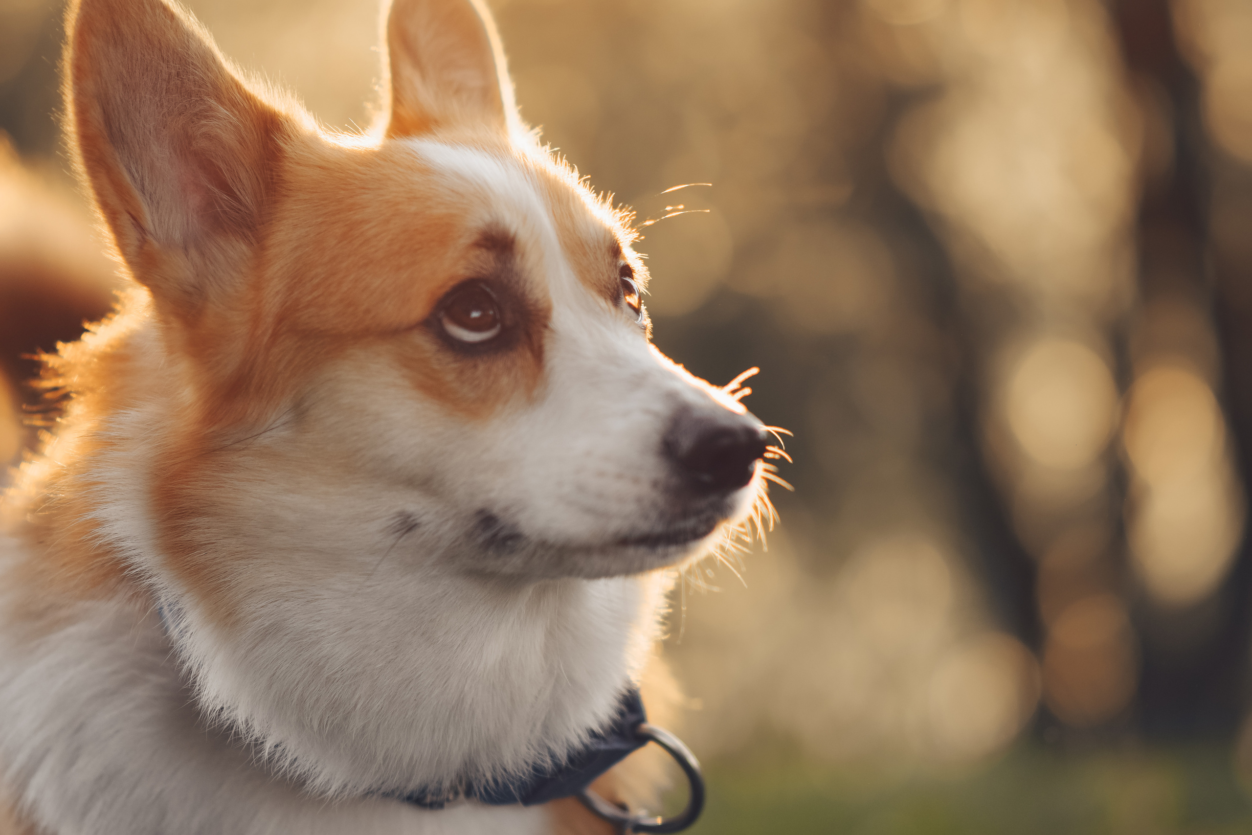 Алина и Ройс, парк на Яузе. Свадебный фотограф в Москве Анна Полушина