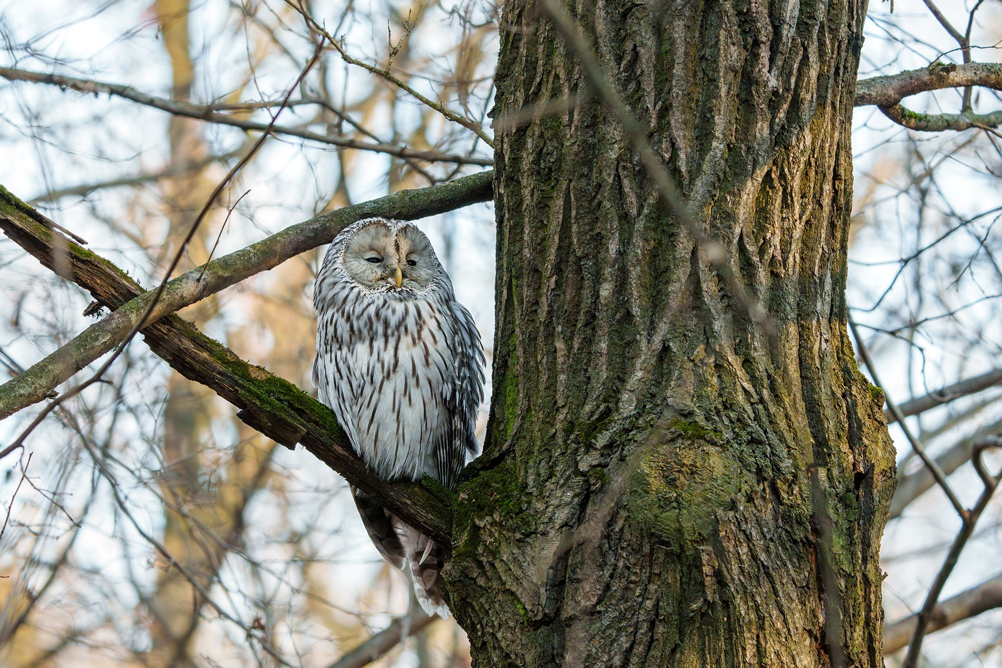 Удивительные мир птиц. Вокруг нас столько прекрасного — присмотритесь!. Ваш личный фотограф Марина Волкова