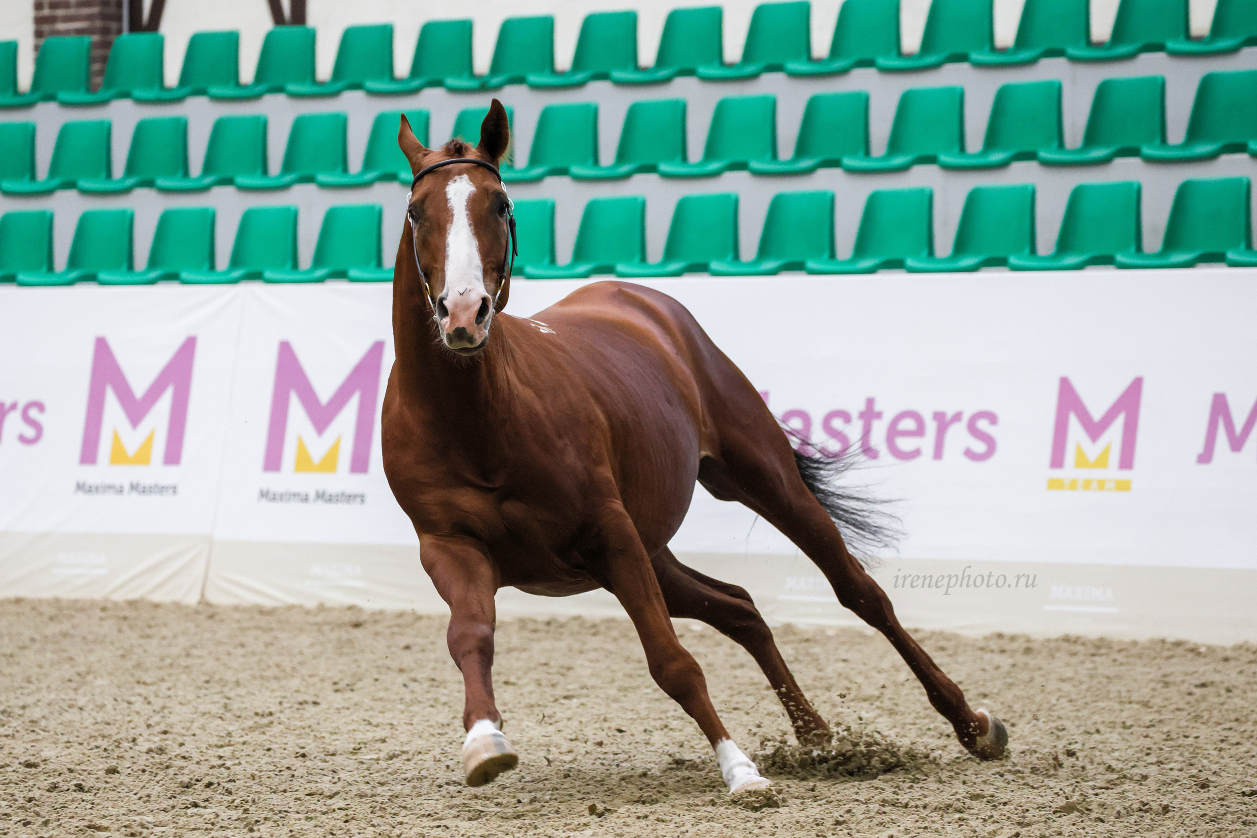 Конная Россия 2024. Irenephoto.ru