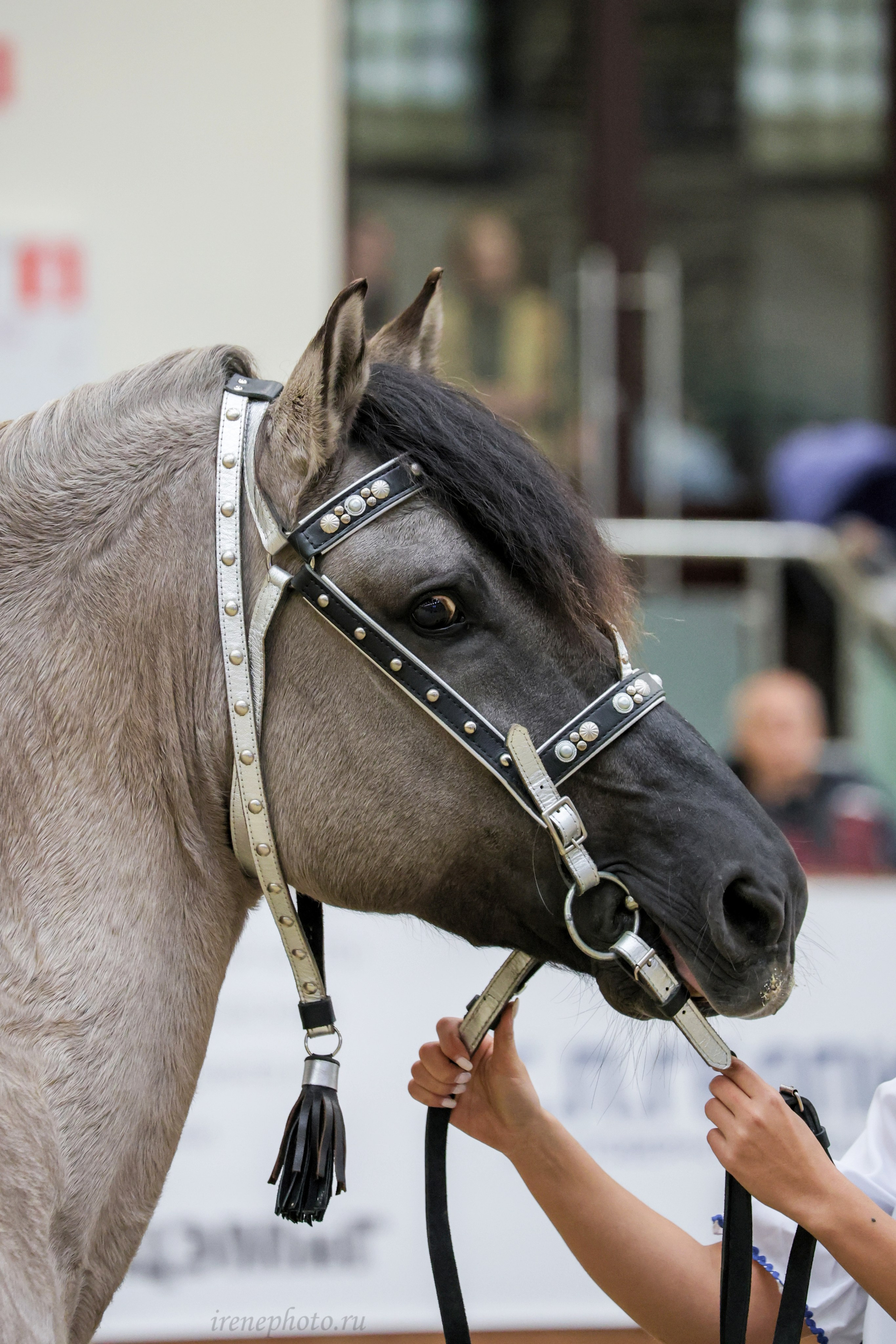 Конная Россия 2024. Irenephoto.ru