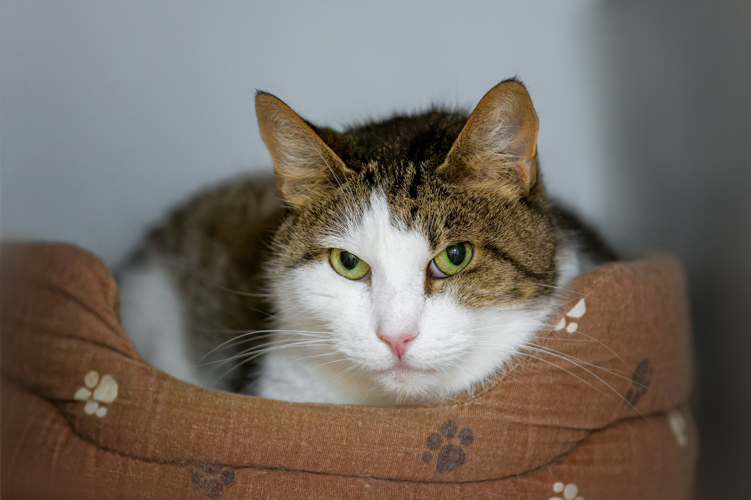 Кошки и котята в приютах. Irenephoto.ru