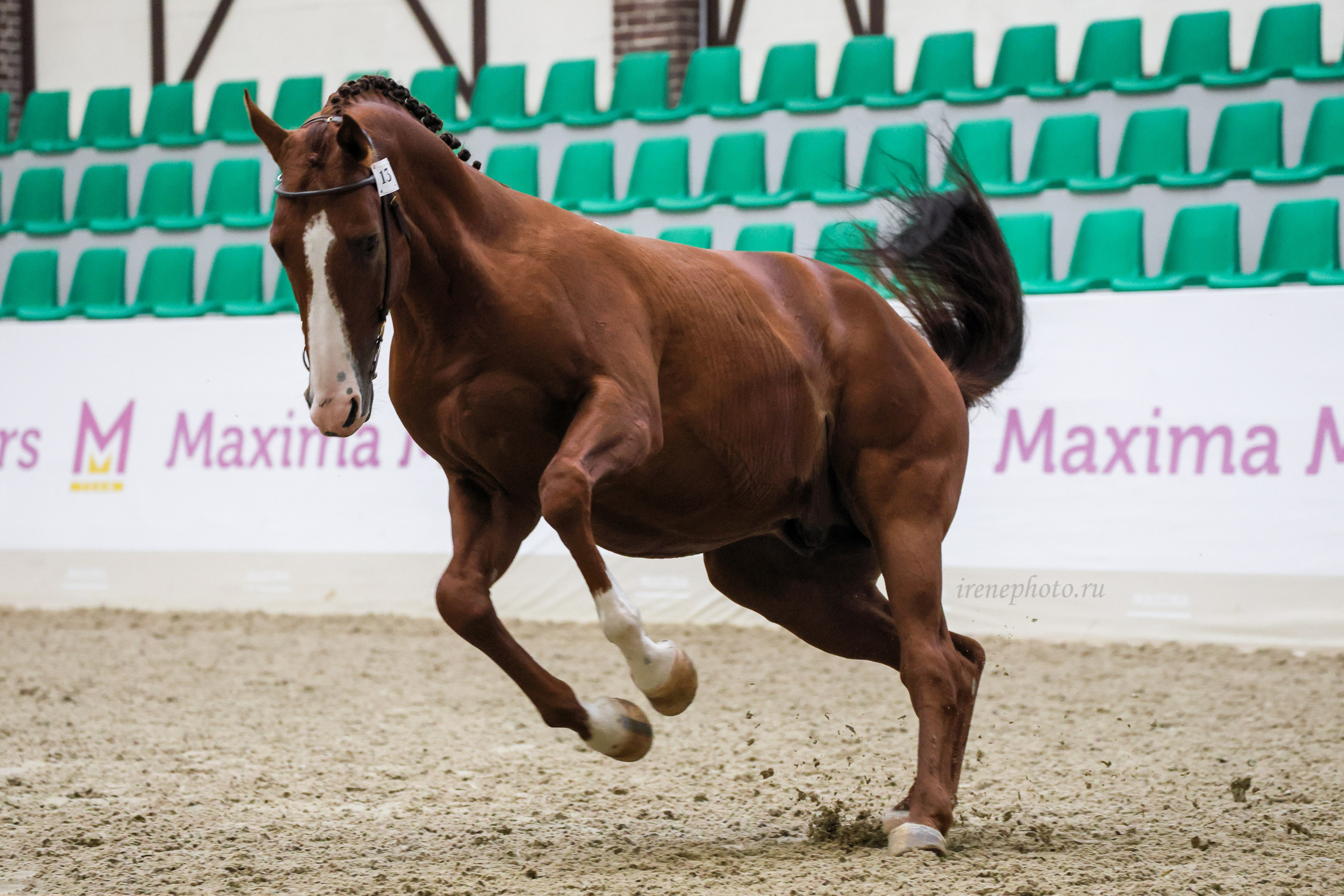 Конная Россия 2024. Irenephoto.ru