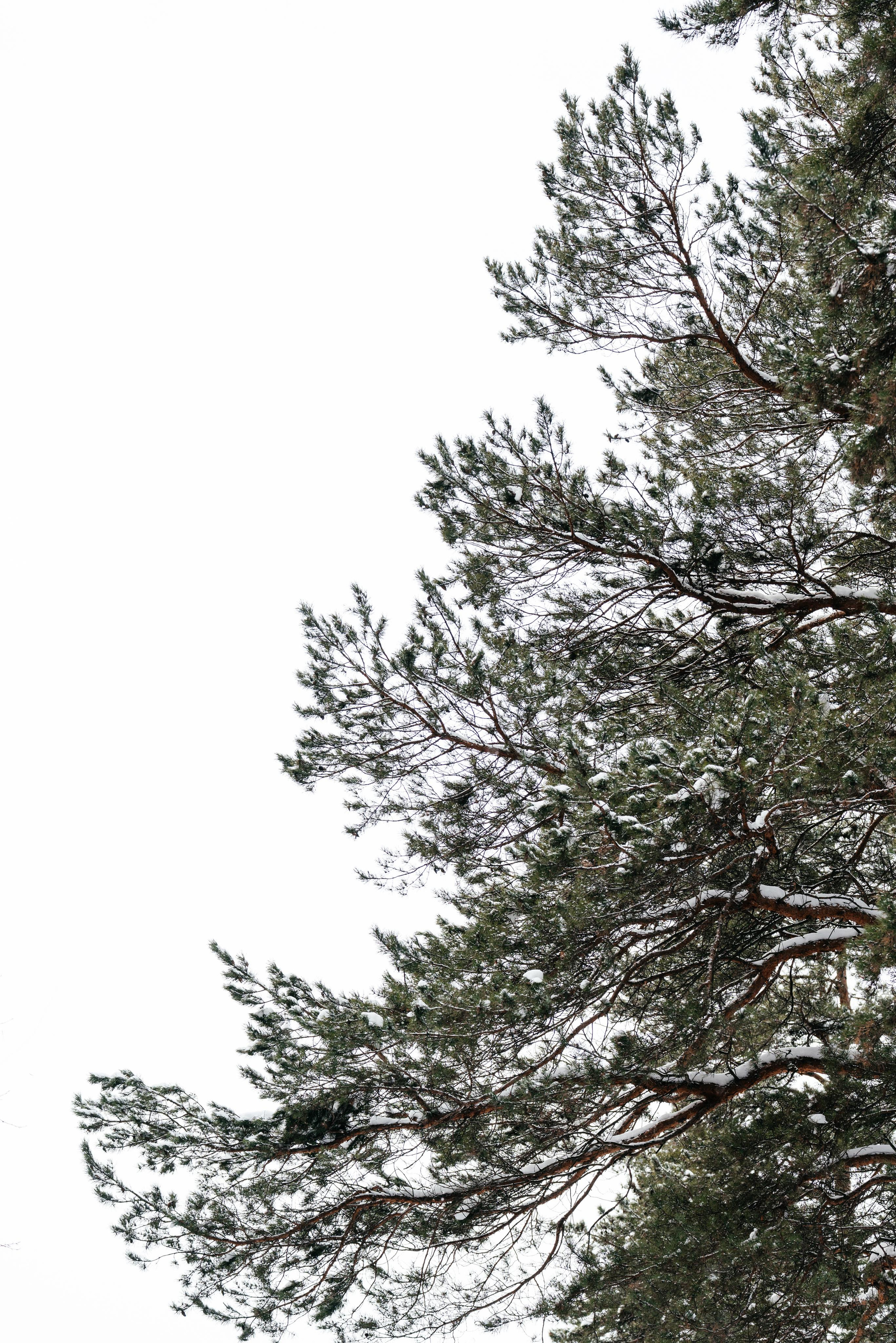 N | R. Свадебный и семейный фотограф в Новосибирске Светлана Варутина