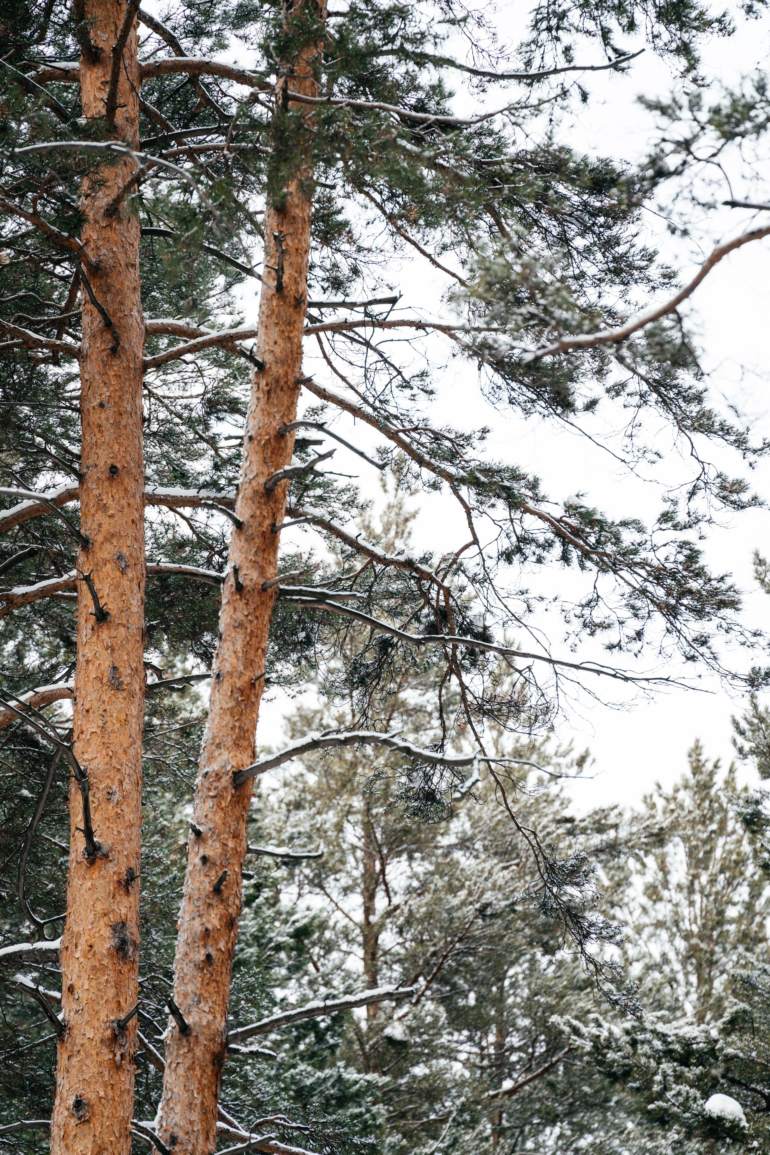 N | R. Свадебный и семейный фотограф в Новосибирске Светлана Варутина