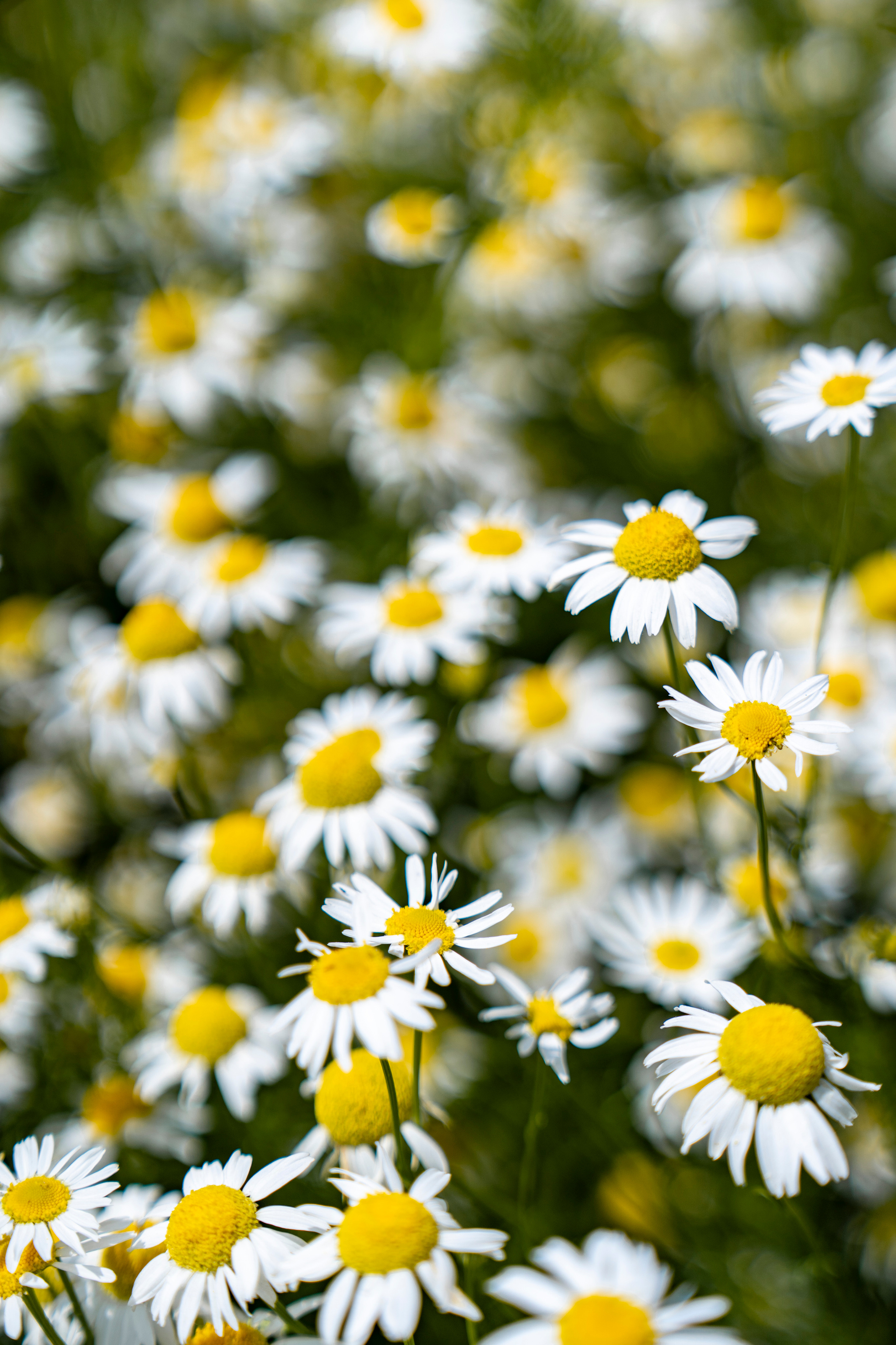 Предметная съёмка. Dmitry Golenko