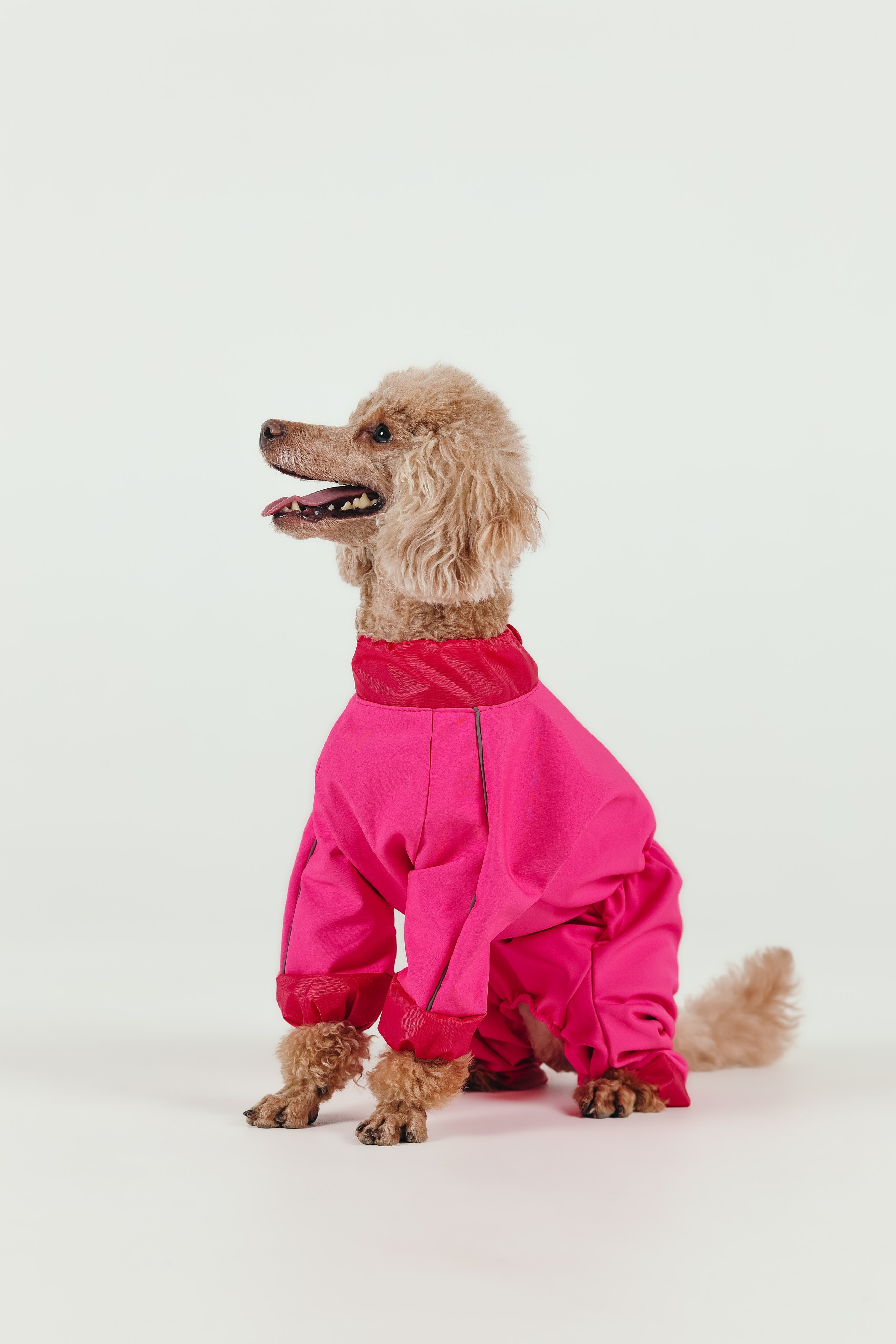 Для брендов. Фотограф- анималист Санкт-Петербург