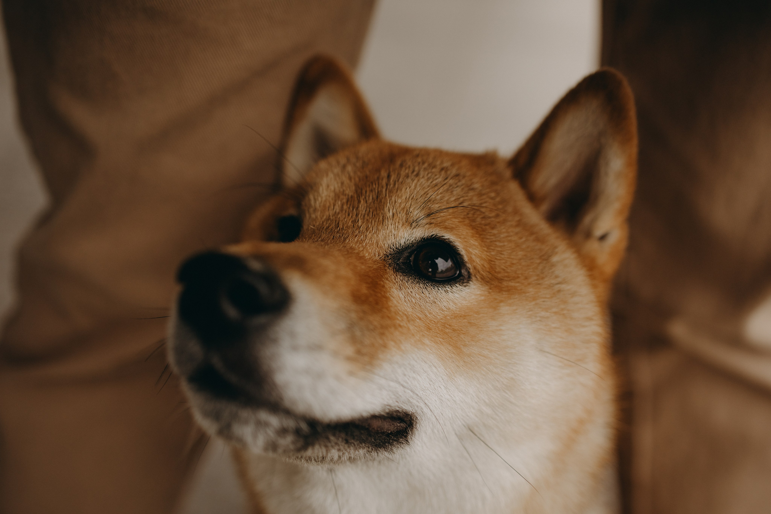 Сириус и его семья. Фотограф — Анималист | Санкт-Петербург