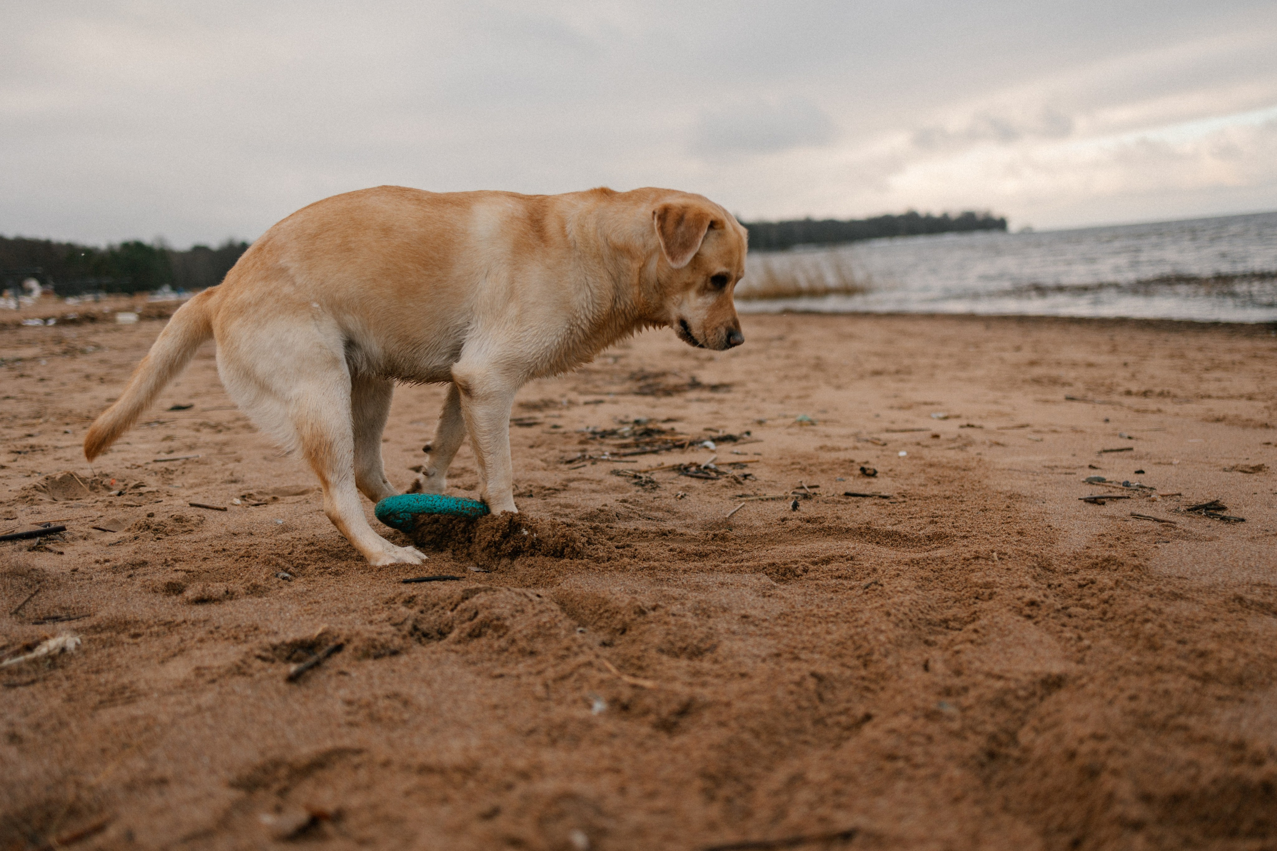 Ирина и Бася. Фотограф — Анималист | Санкт-Петербург