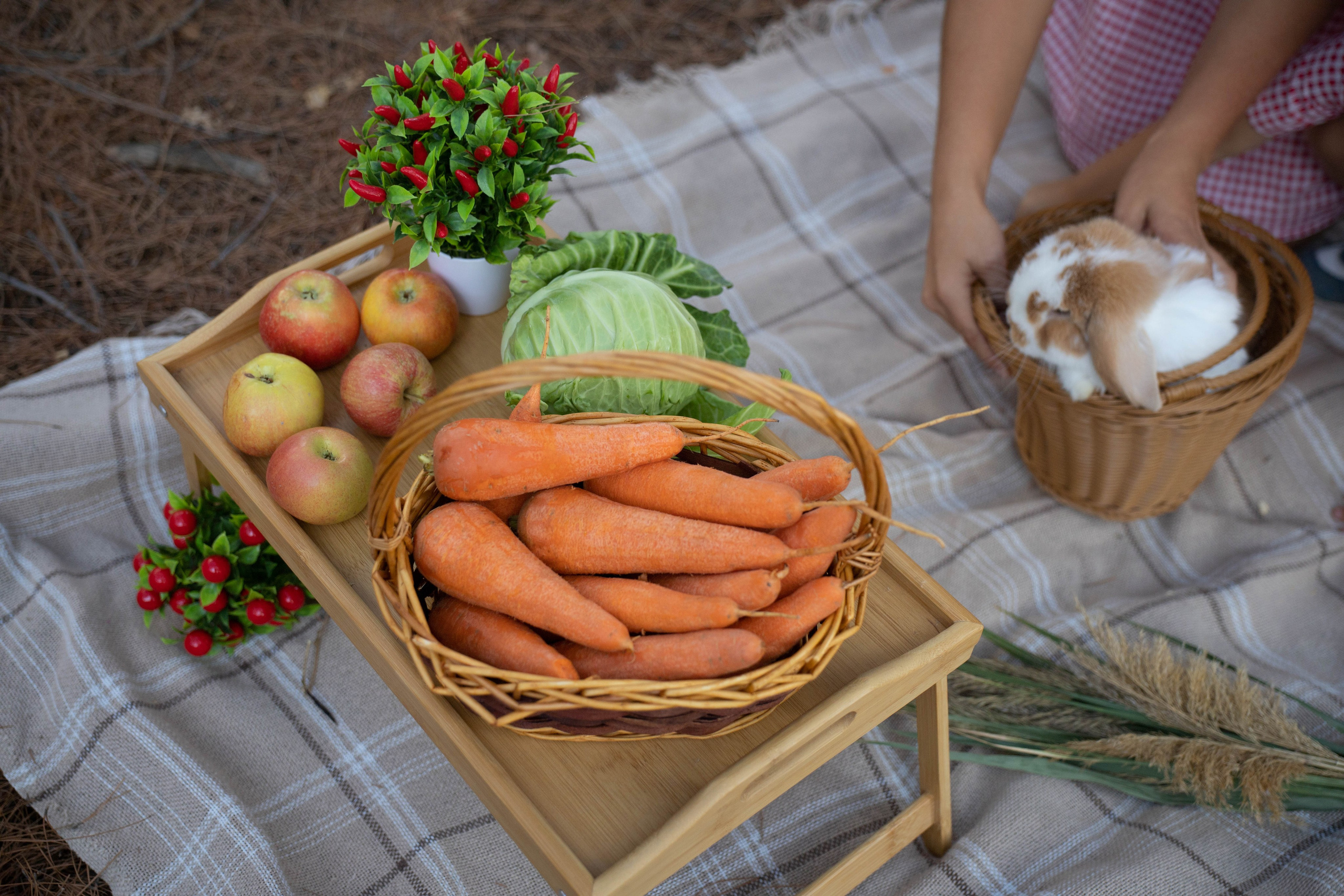 Фотосессия выездная «Кролик». Фотограф в Крыму Татьяна Барицкая ЕНОТИКА