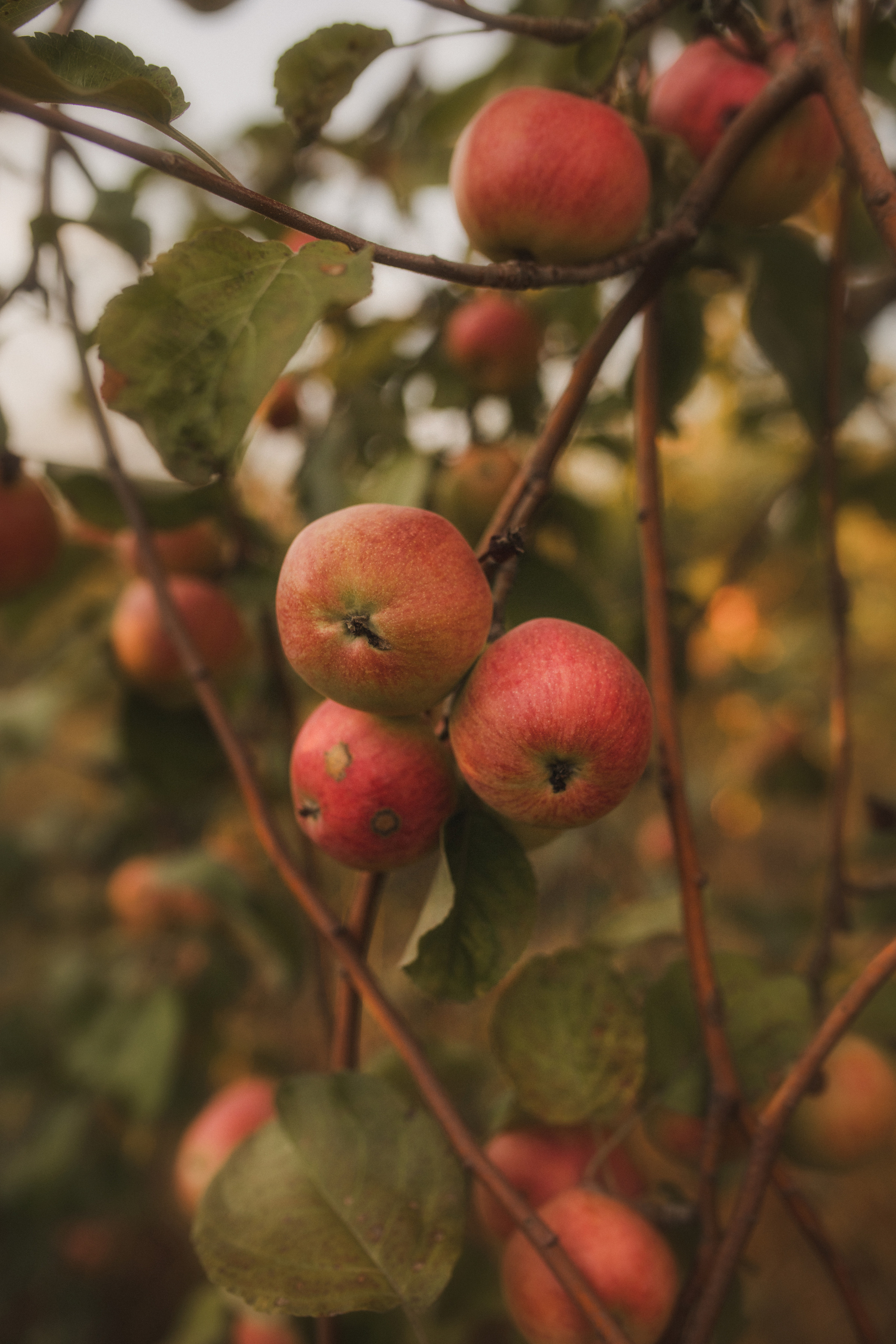 Первый день осени. Свадебный и семейный фотограф в Белгороде Евгения Курочкина
