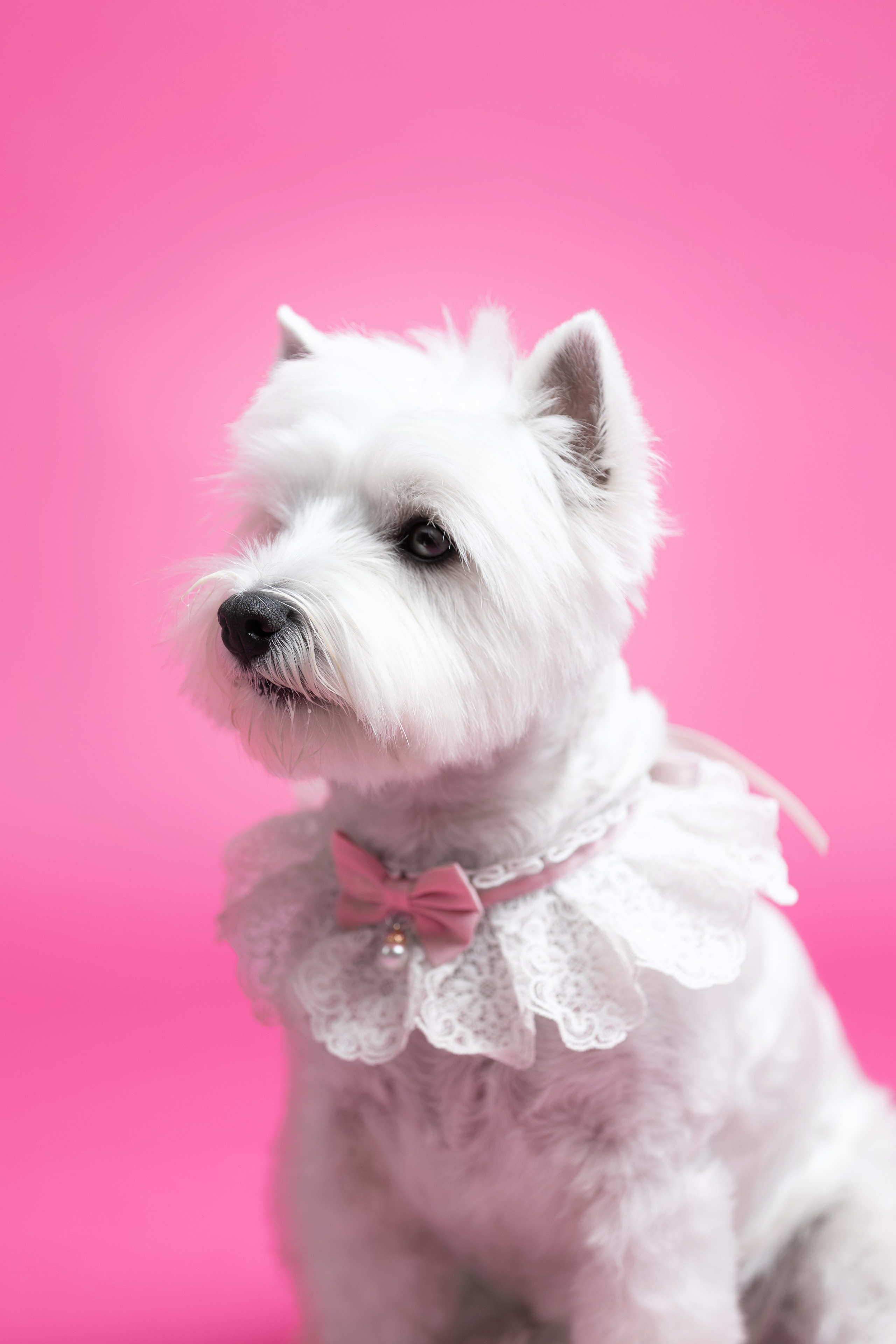 Ханна. Фотограф анималист Кристина Карпова, Москва