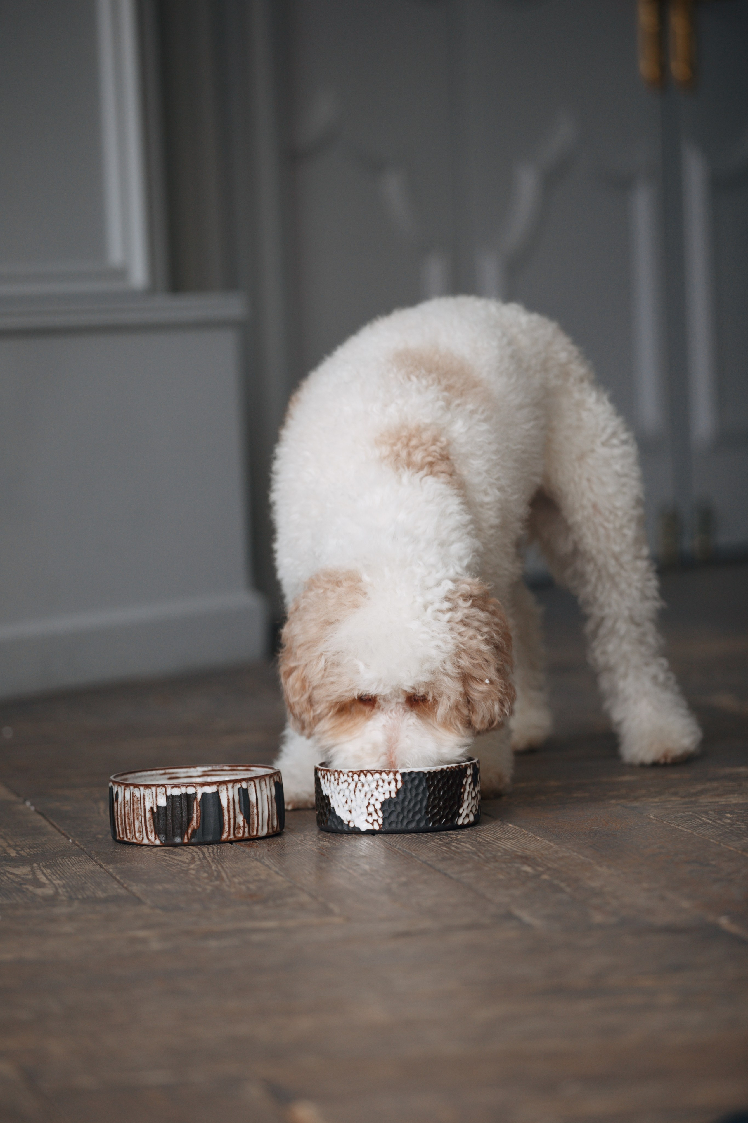 Bmbh лежанки и адресники. Фотограф анималист Кристина Карпова, Москва