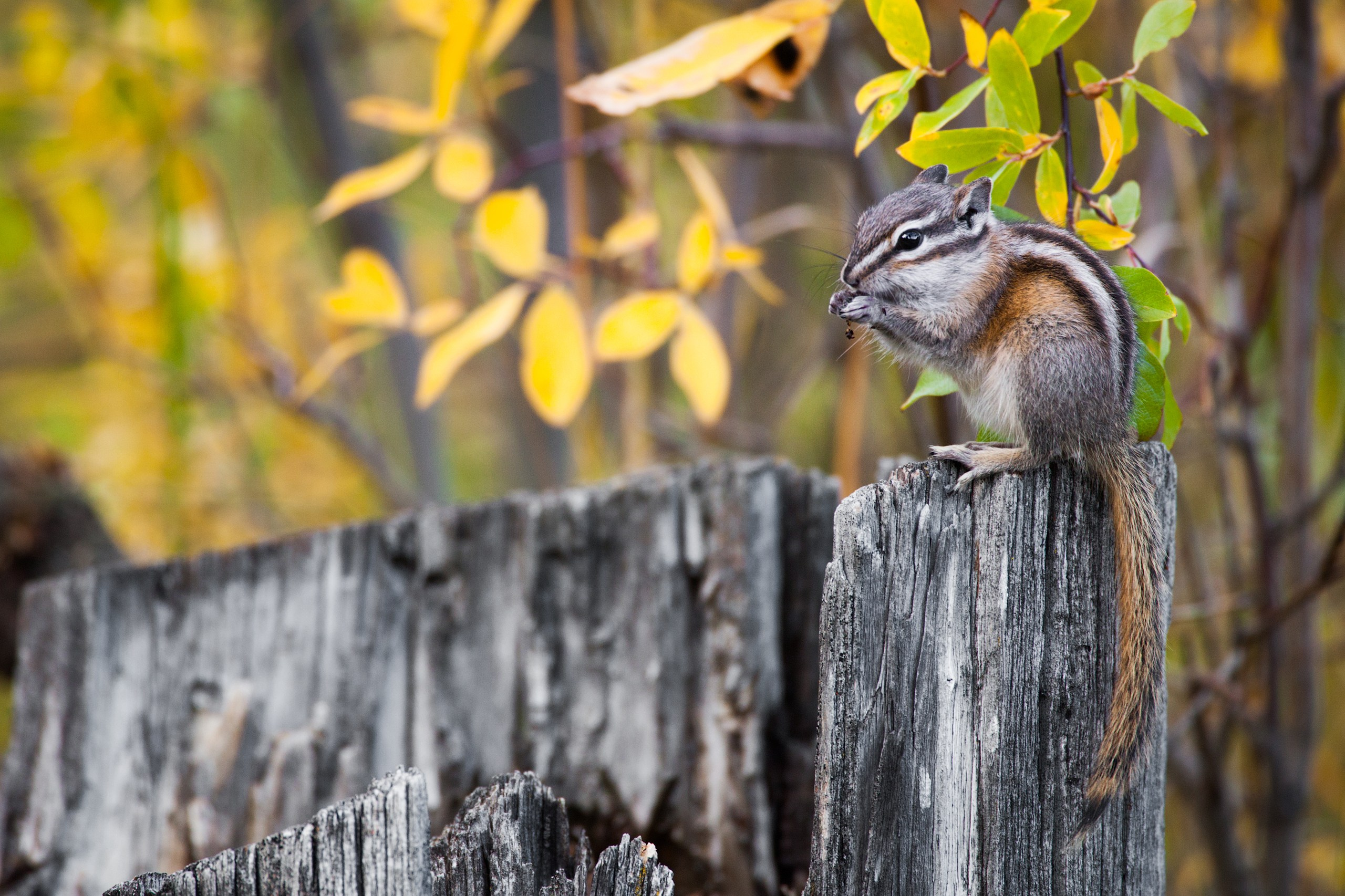 Канада. Фотограф Владимир Медведев