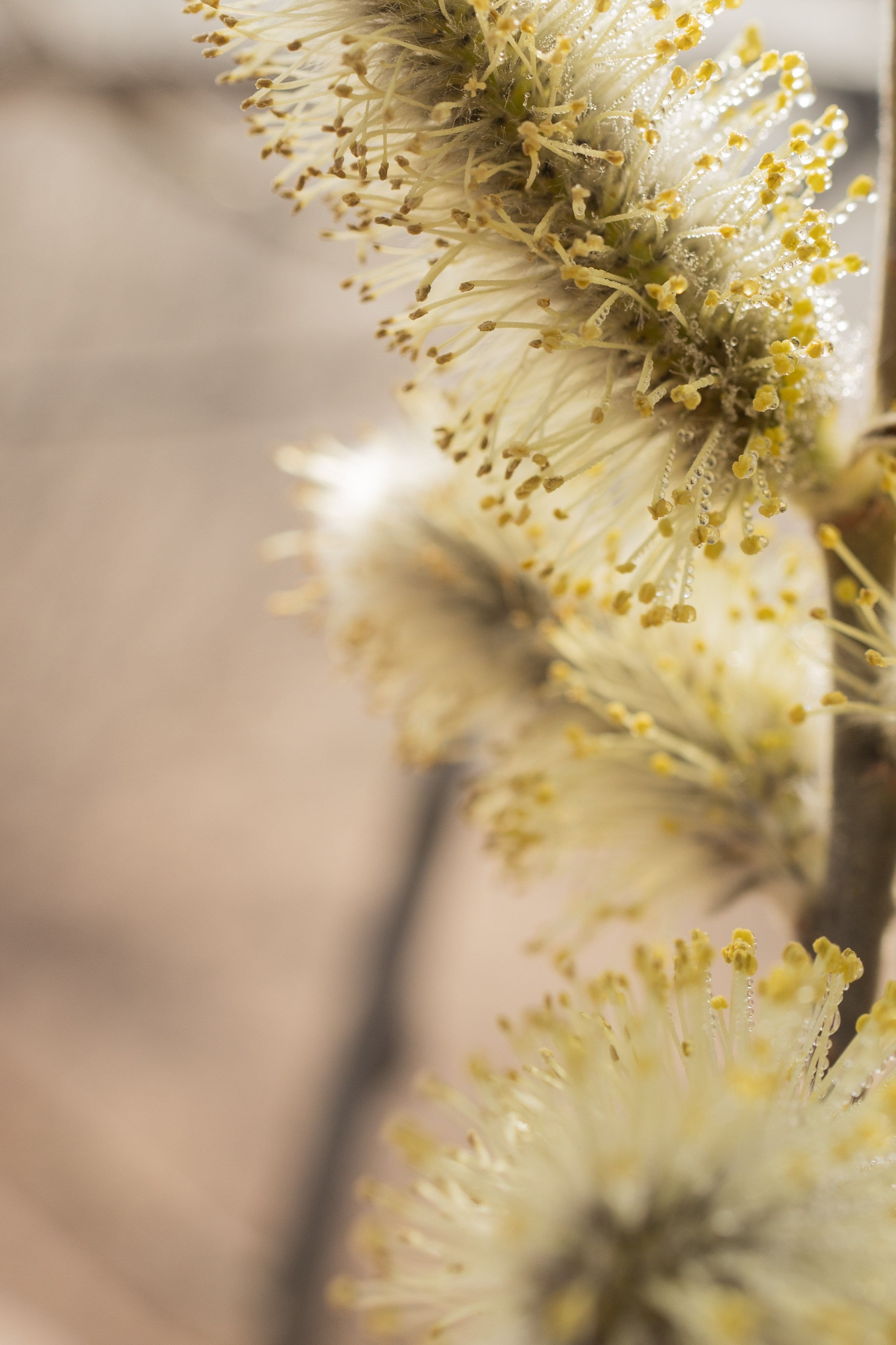 Эстетика П р о Я в л е н и я. Виноградова Маргарита. Фотограф P r o Явления