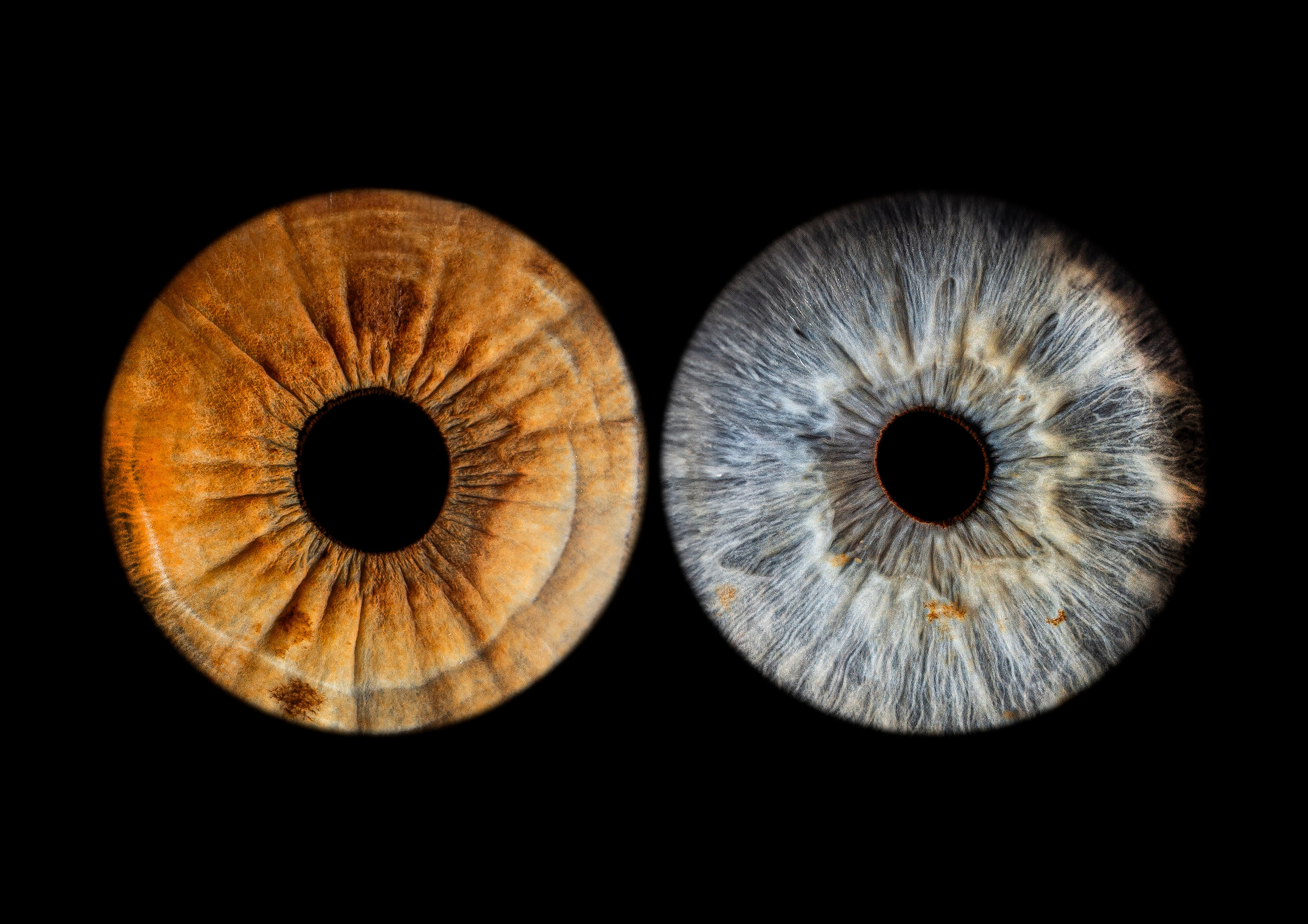 Контакты. Макро Фото радужки глаза в Зеленоградске