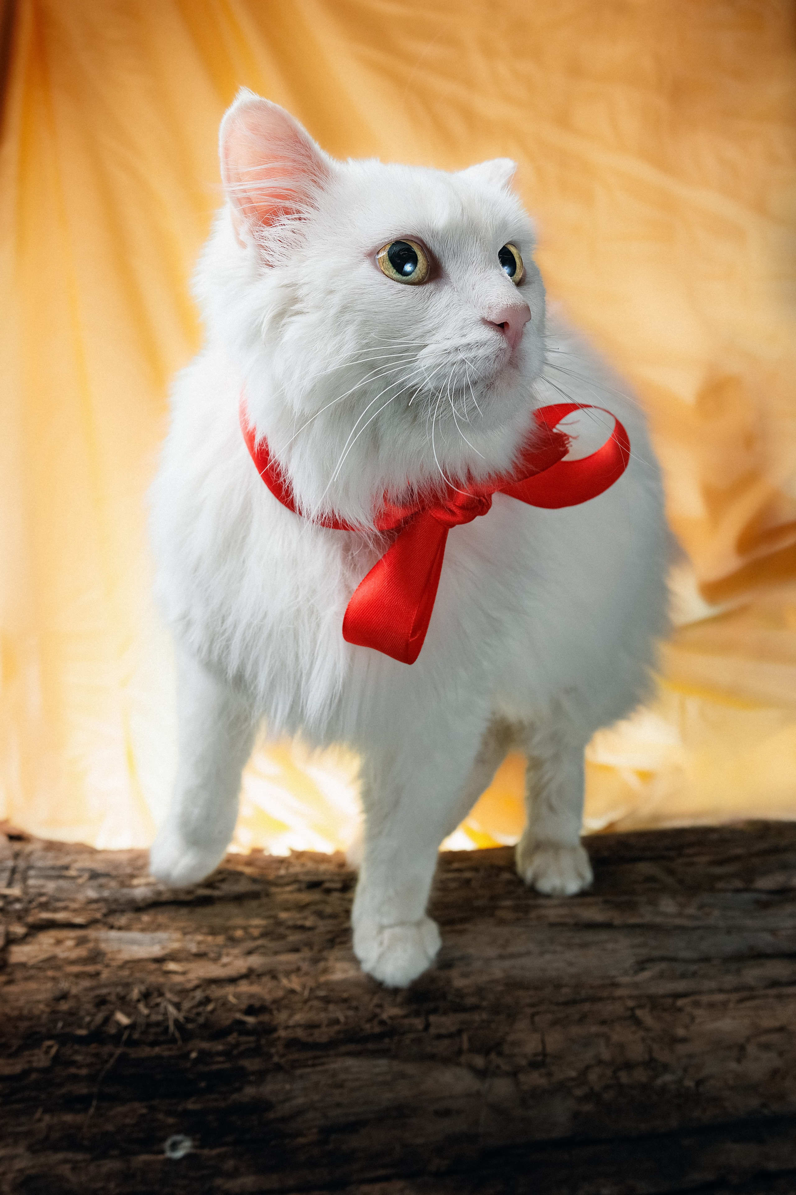 Портреты ваших питомцев. Коммерческий, рекламный фотограф в Уфе Сергей Крайкин