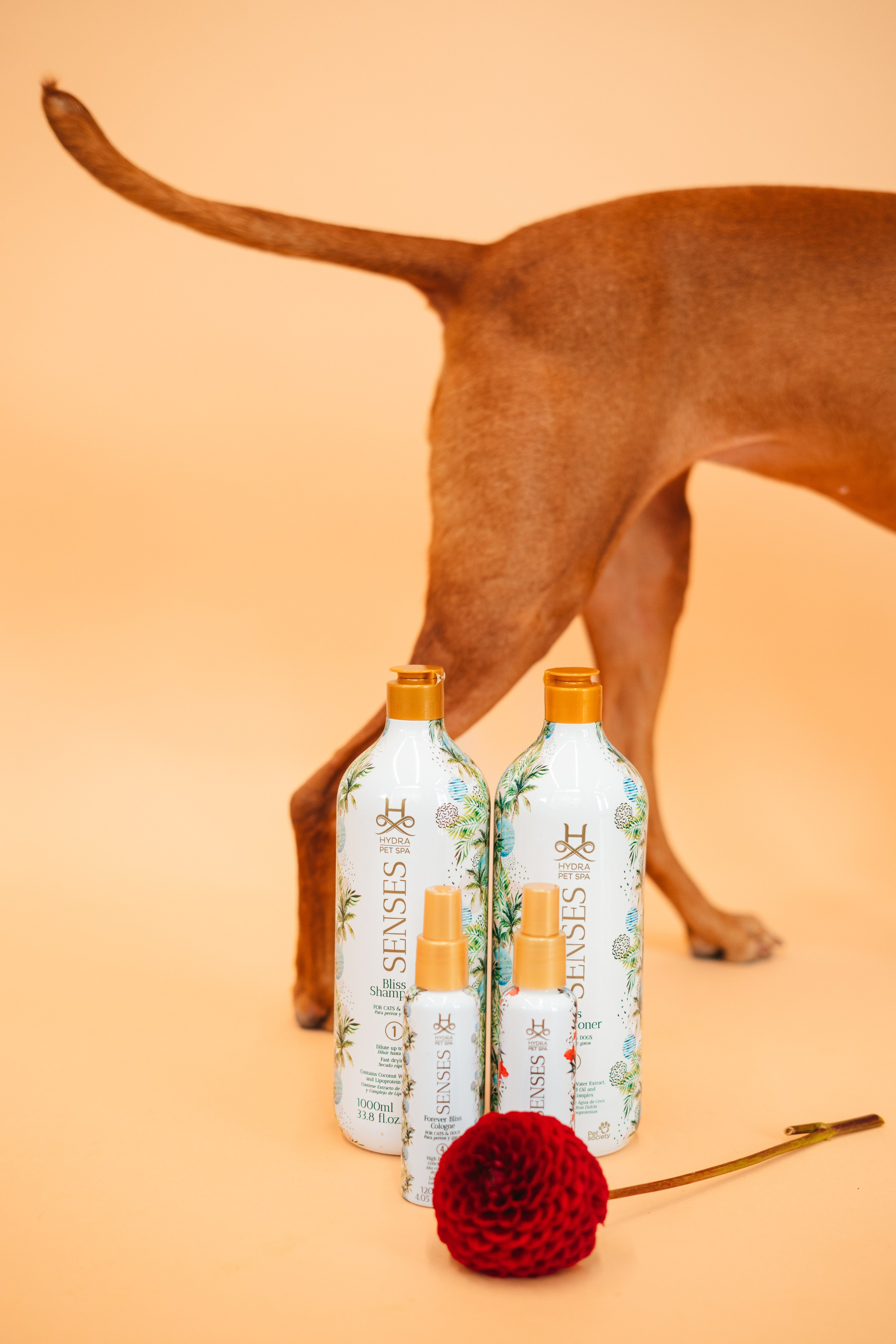 Груминг — салон. Фотограф анималист Осипчикова Мария