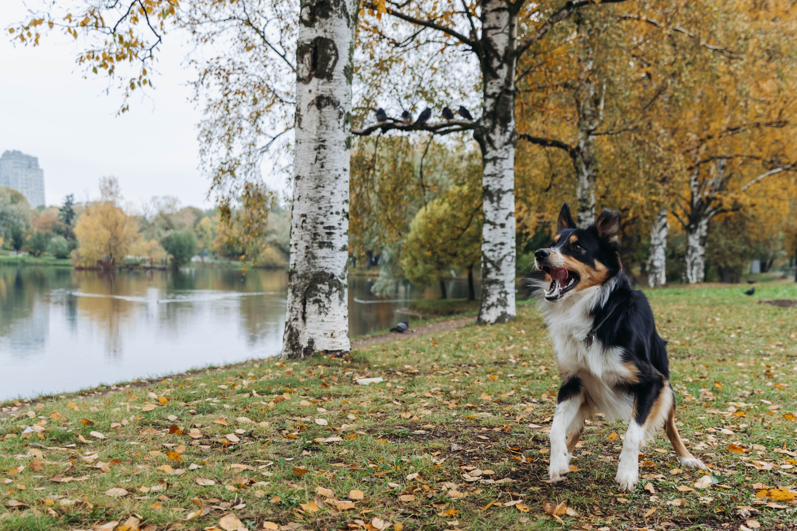 Вольт. Свадебный и семейный фотограф в Санкт-Петербурге Лолита Евстифеева