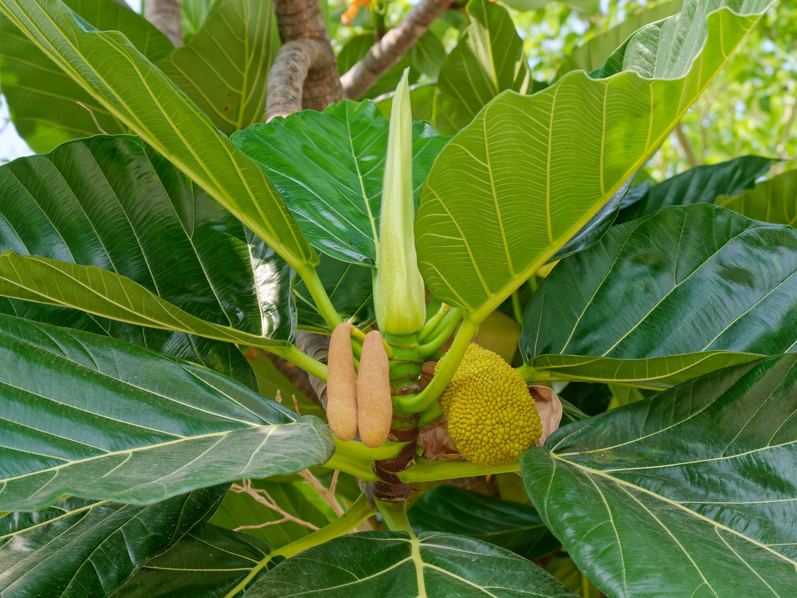 Хайнань 2026, флора, цветы и деревья. Фотопрогулки по Миру