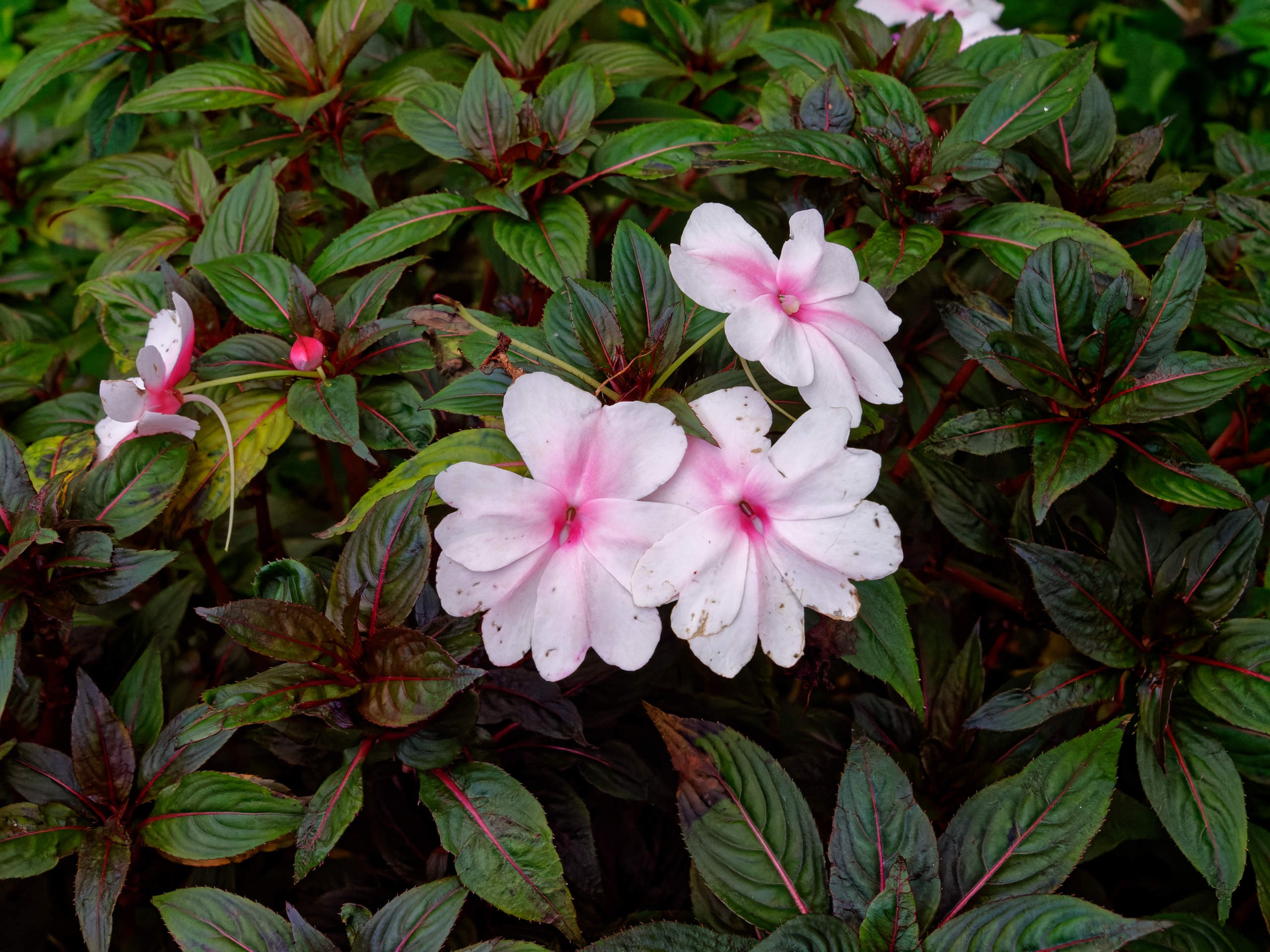 Далат 2023. Избранные фотографии