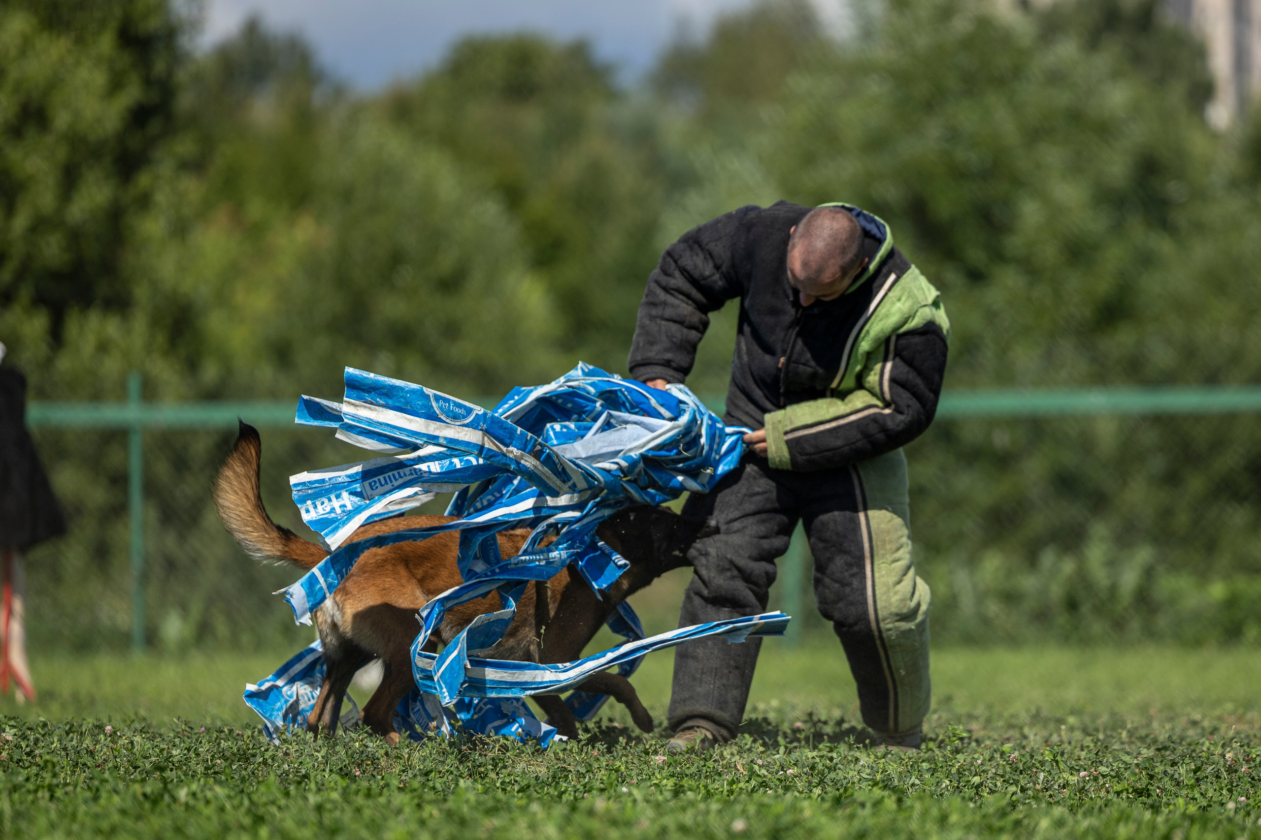 Соревнования по Мондьорингу г. Вологда 10-11.08.2024. Фотограф-анималист Анна Маринич